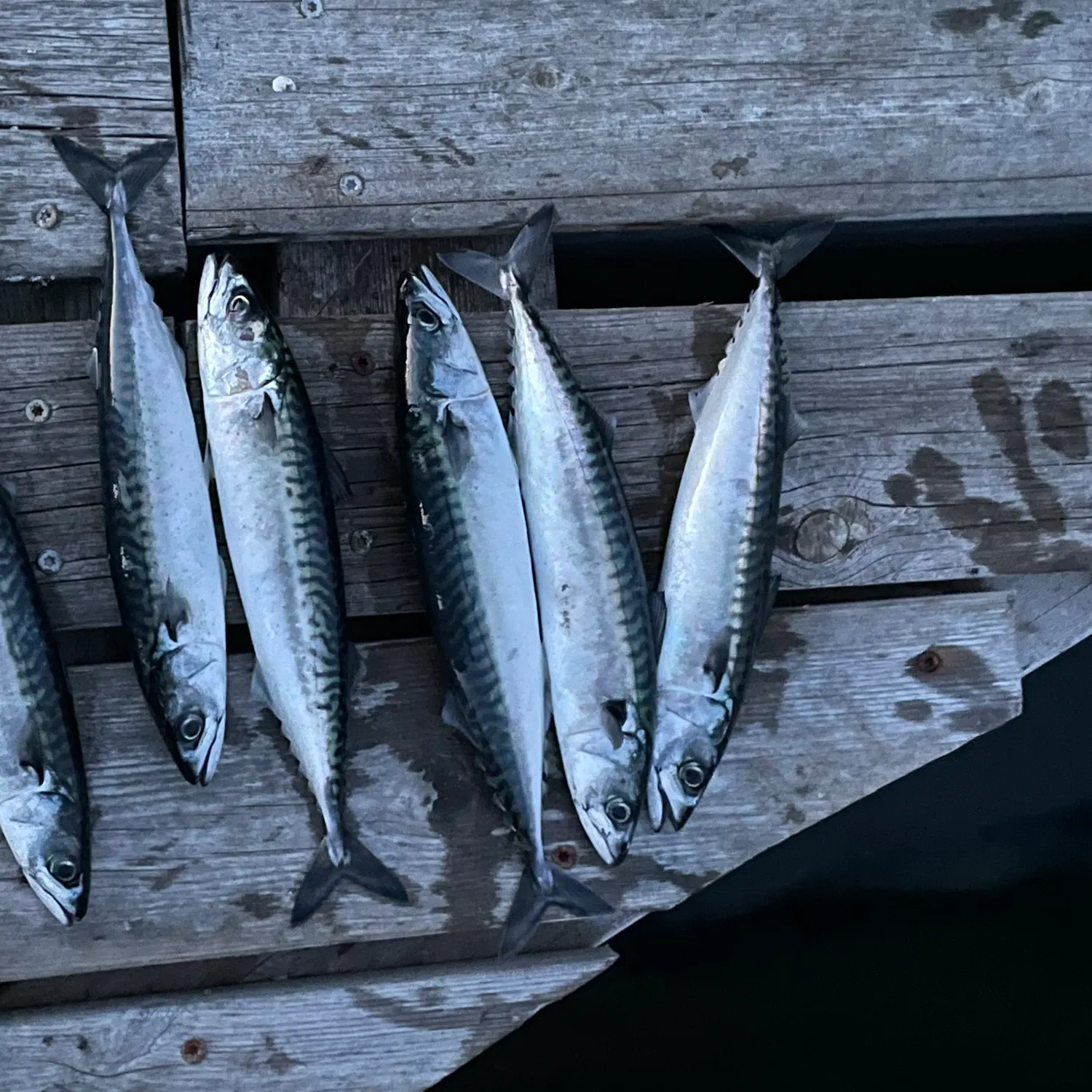 Atlantic mackerel caught on Fishbrain