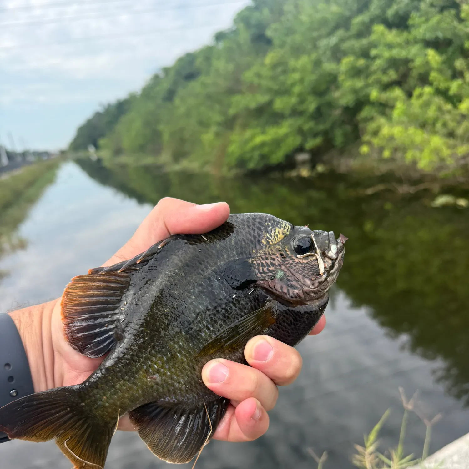 The most recent Coppernose bluegill catches on Fishbrain