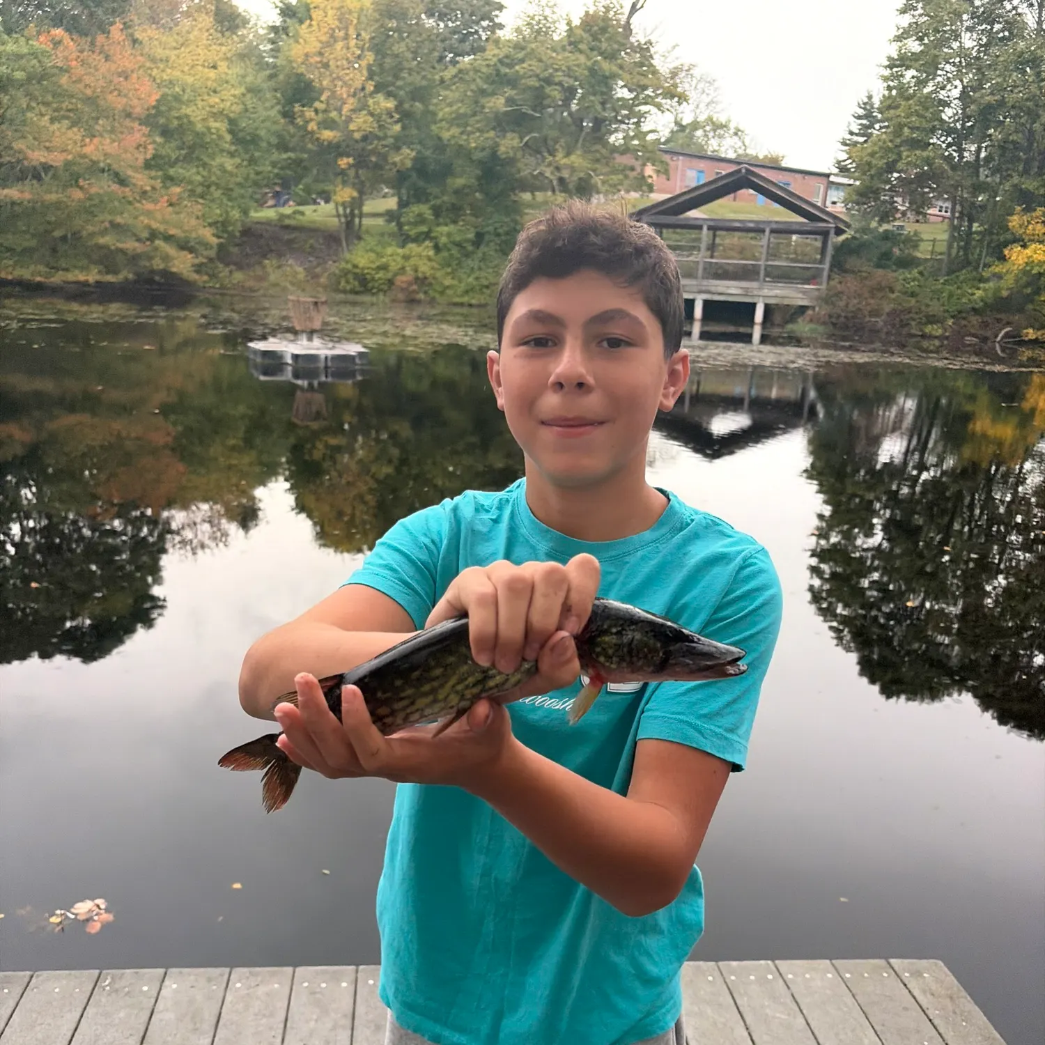 Chain pickerel caught on Fishbrain