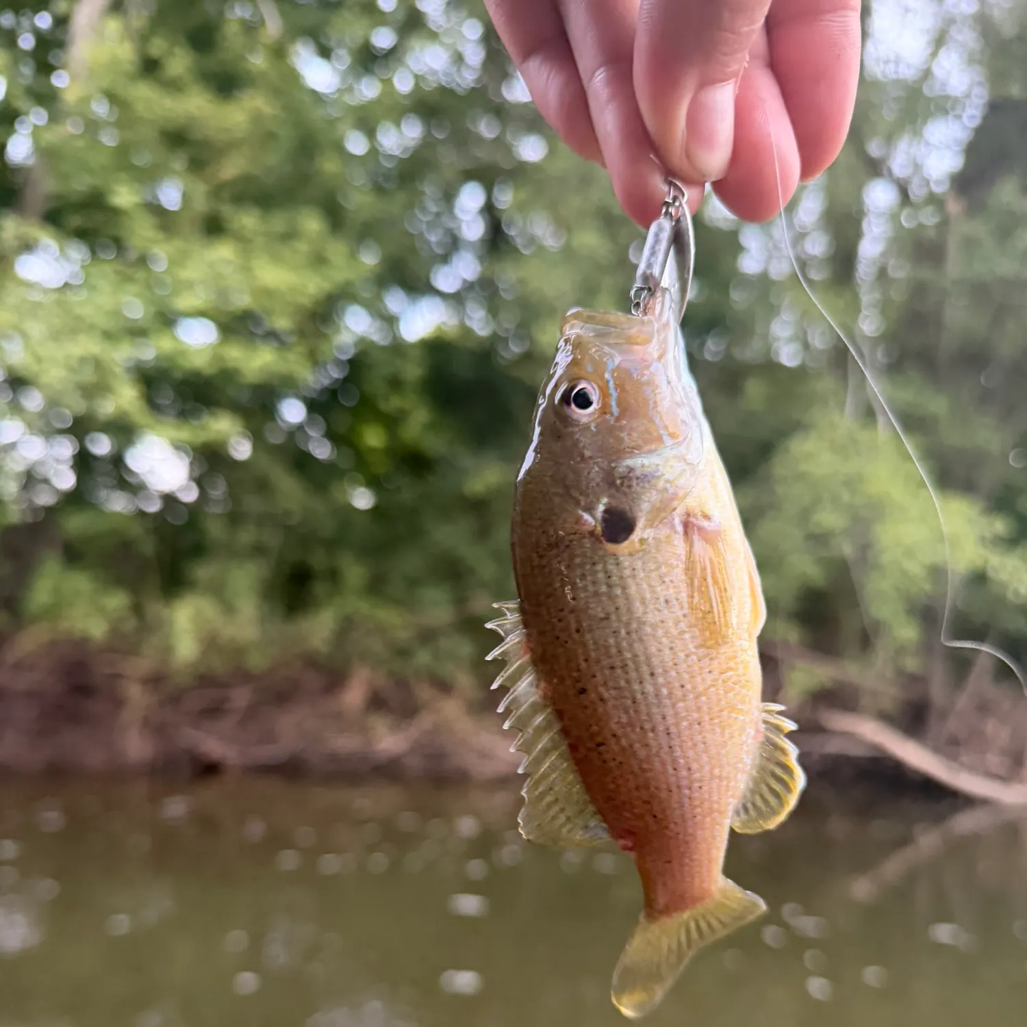 Green sunfish caught on Fishbrain