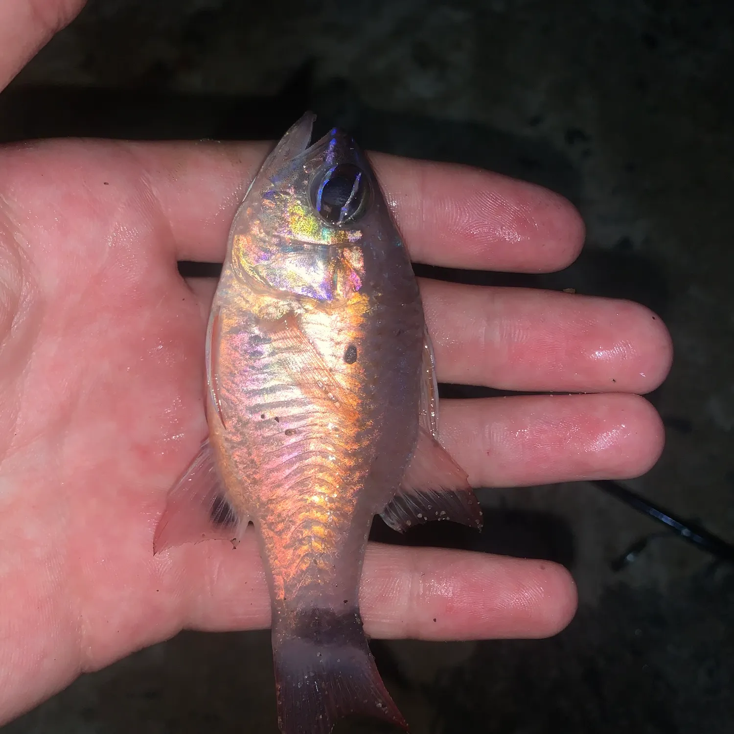 The most recent Bandfin cardinalfish catches on Fishbrain