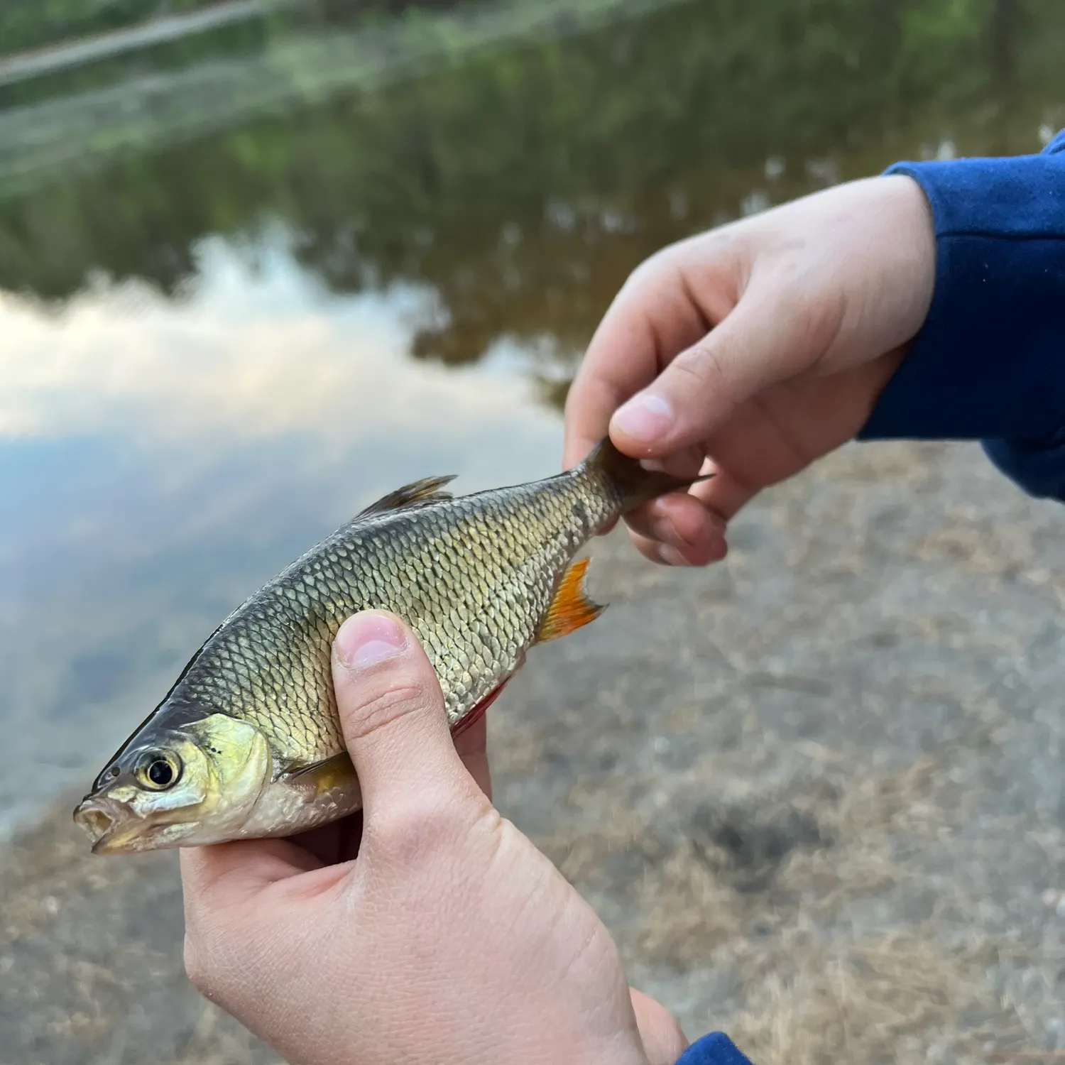 The most recent Golden shiner catches on Fishbrain