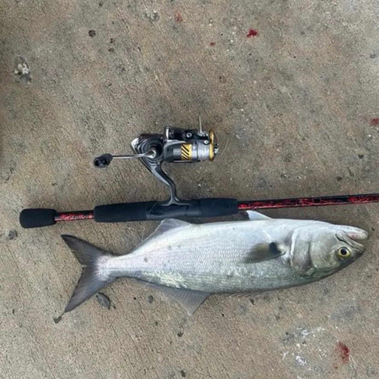 Bluefish caught on Fishbrain