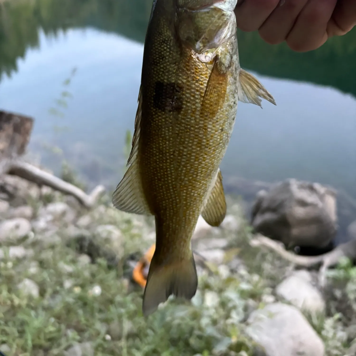 Smallmouth bass caught on Fishbrain