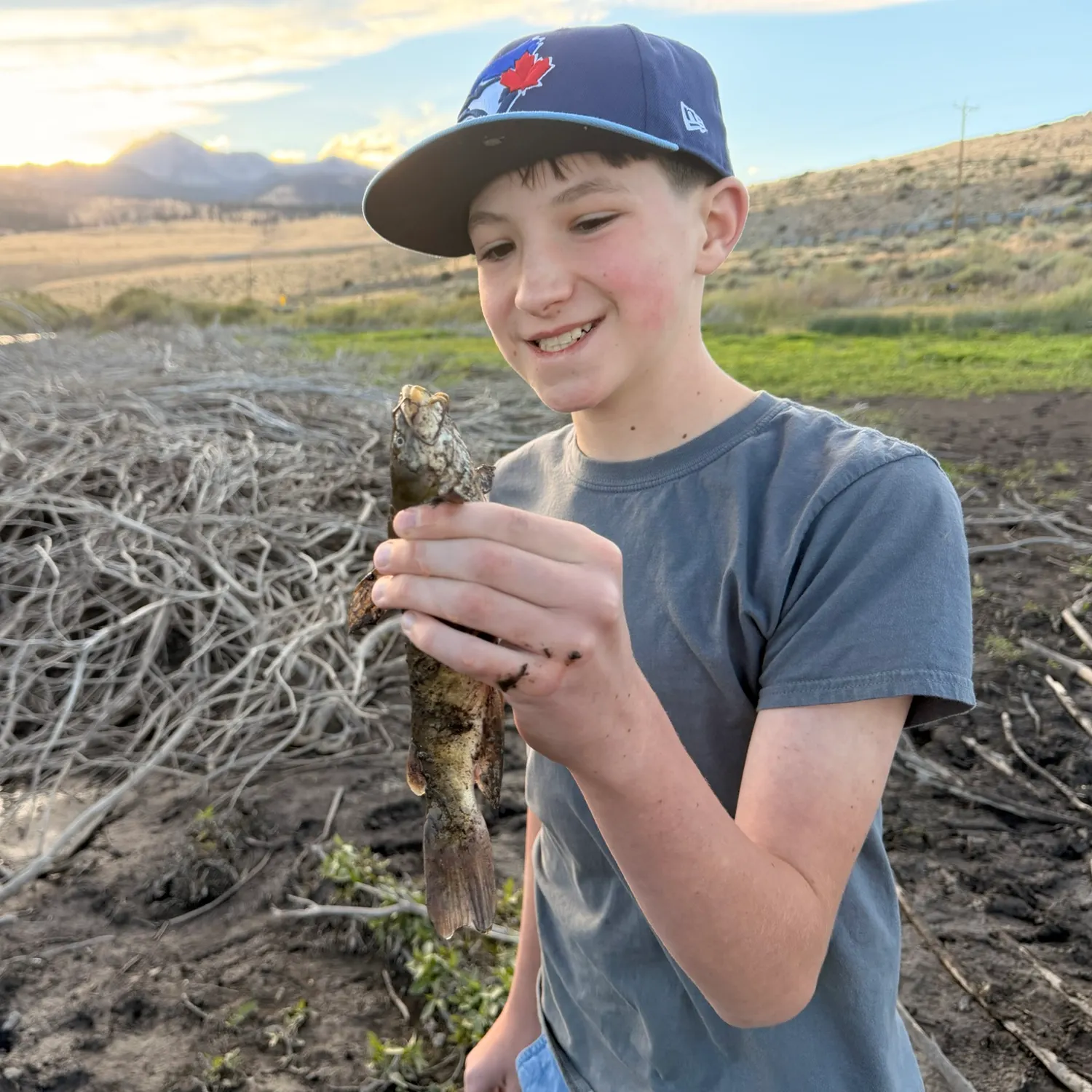 Yellow bullhead caught on Fishbrain
