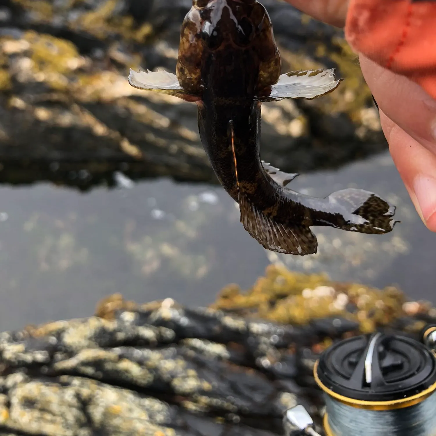 The most recent Maned blenny catches on Fishbrain