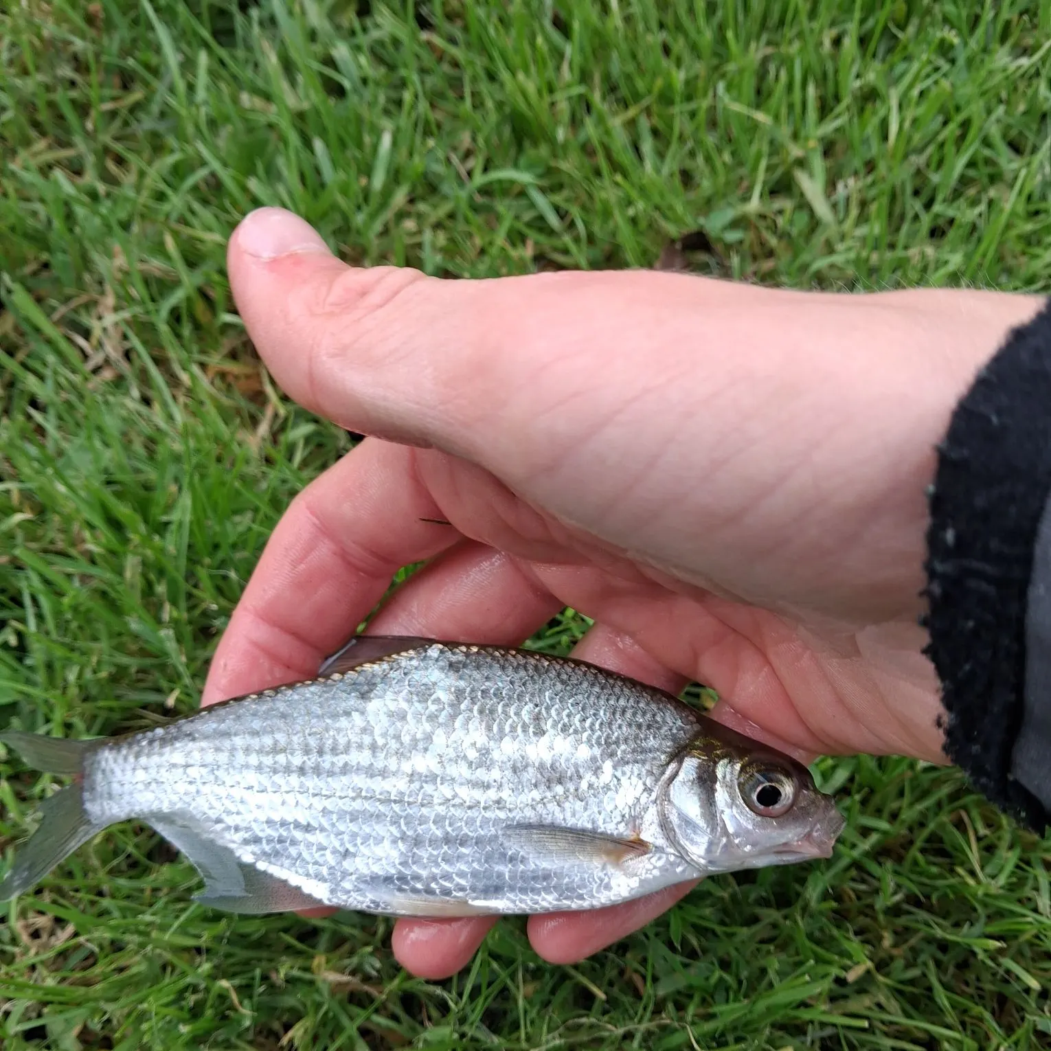 Common bream caught on Fishbrain