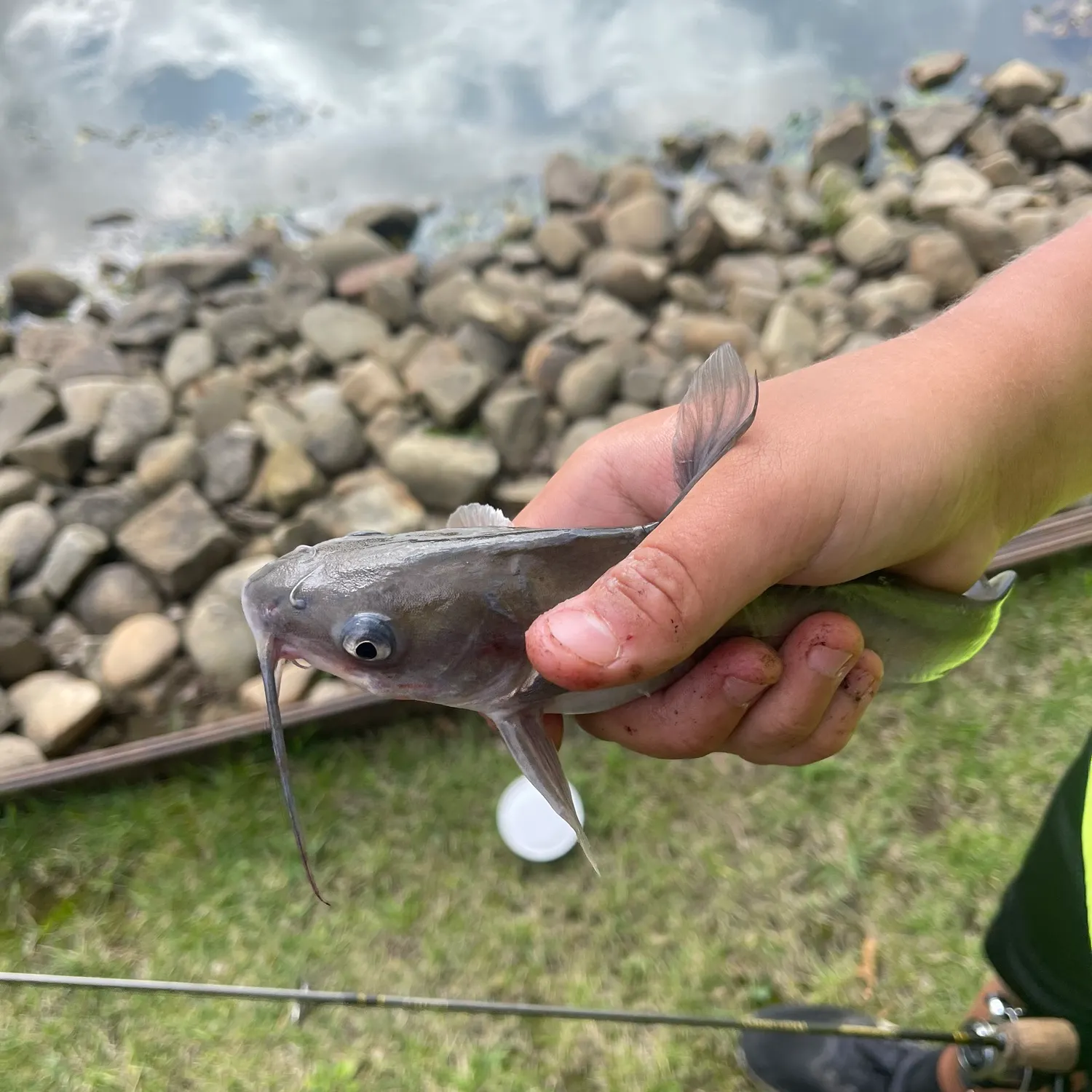 Channel catfish caught on Fishbrain