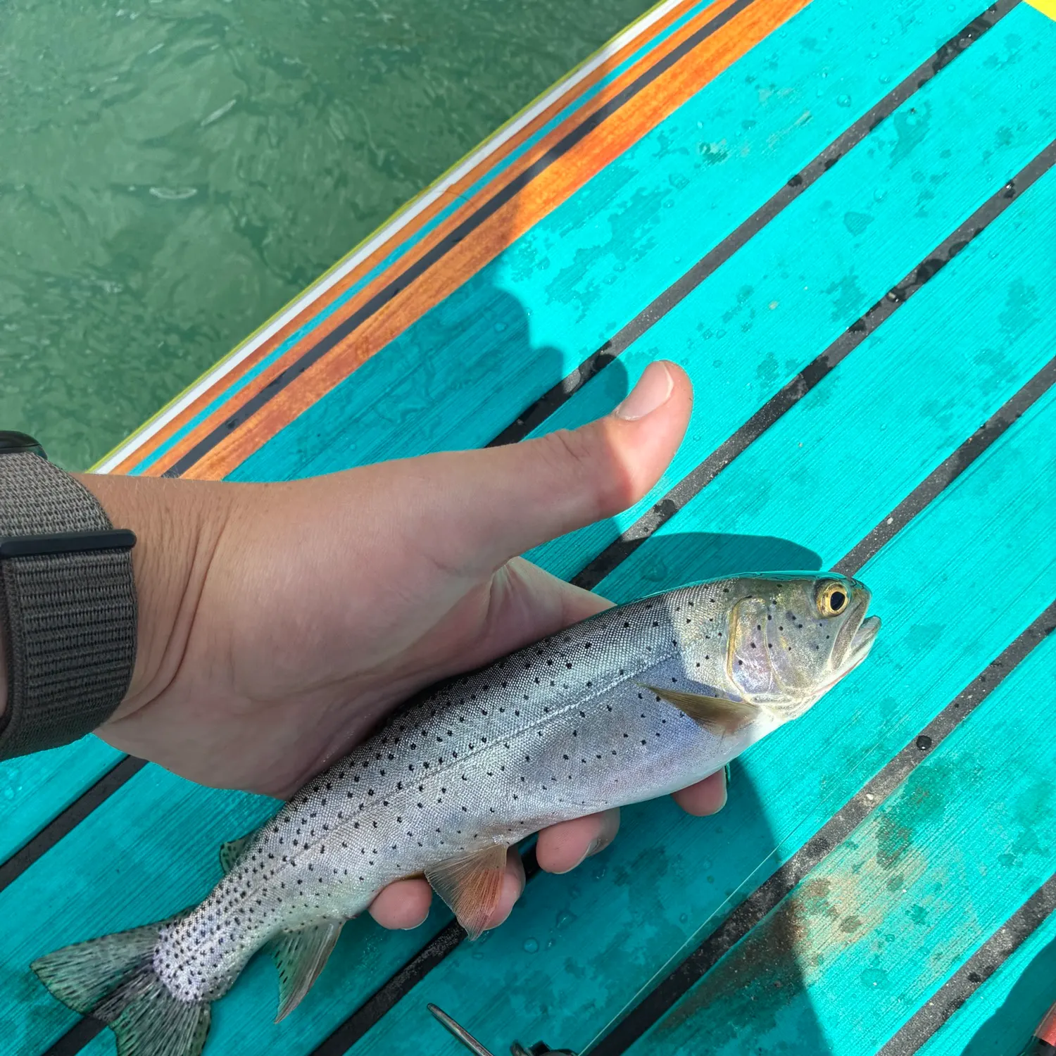 Cutthroat trout caught on Fishbrain