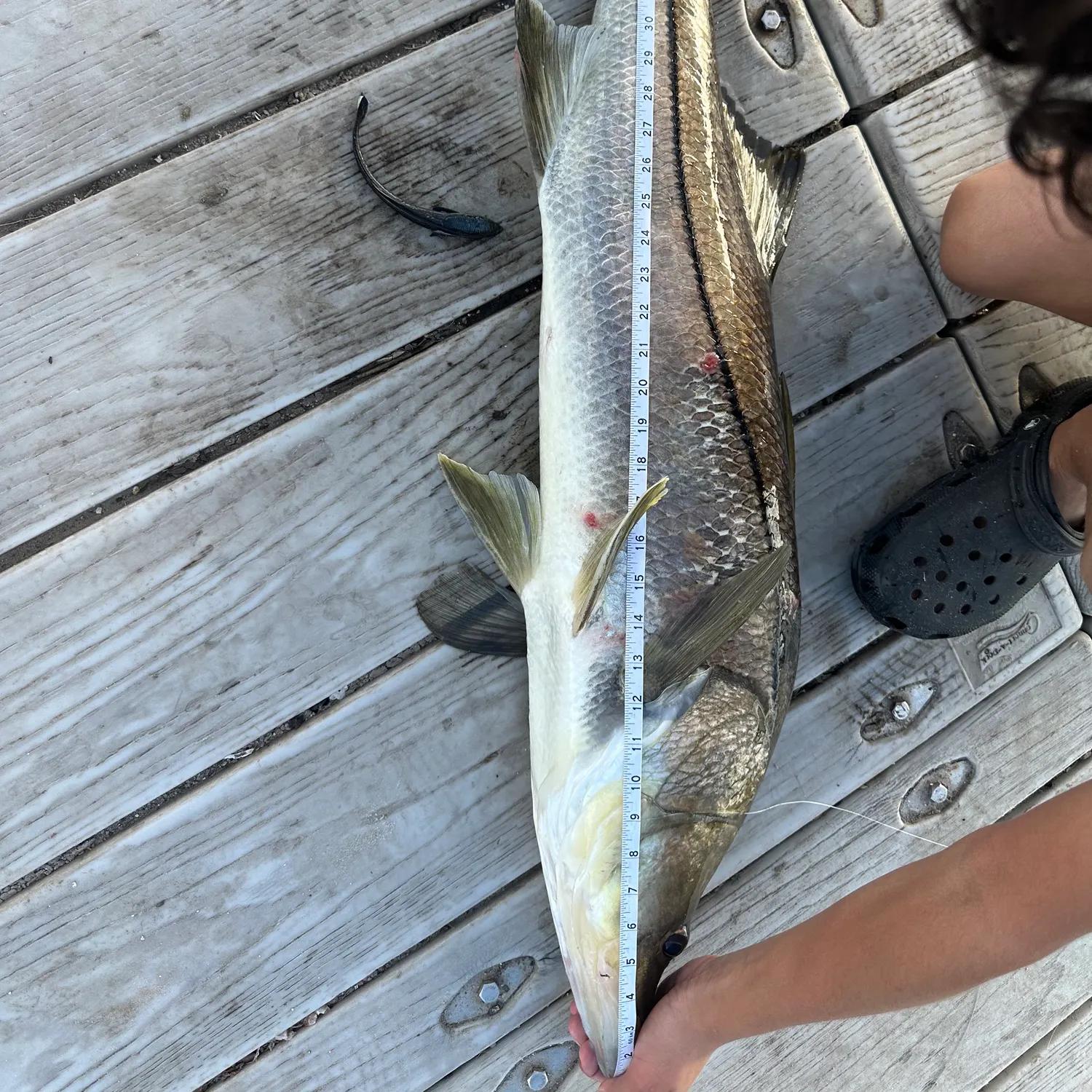 The most recent Common snook catches on Fishbrain