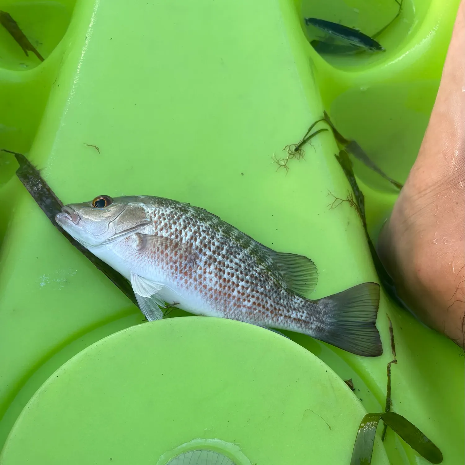 Mangrove snapper caught on Fishbrain
