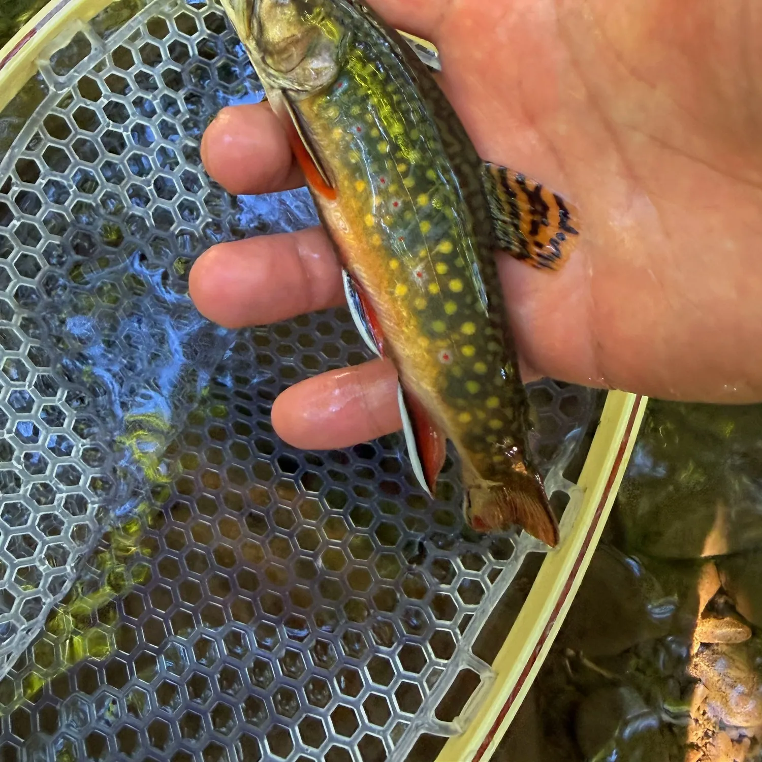 Brook trout caught on Fishbrain