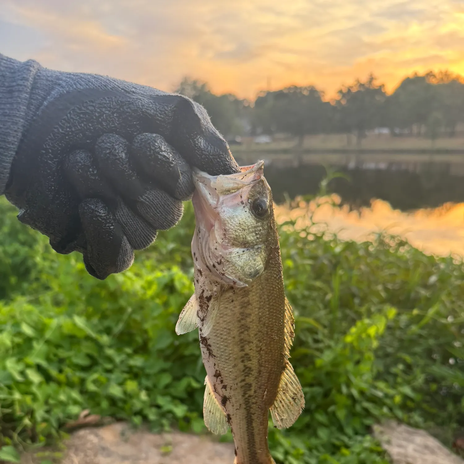 Largemouth bass caught on Fishbrain