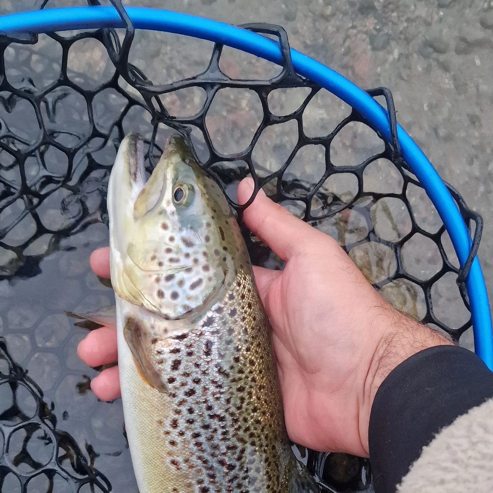 Brown trout caught on Fishbrain