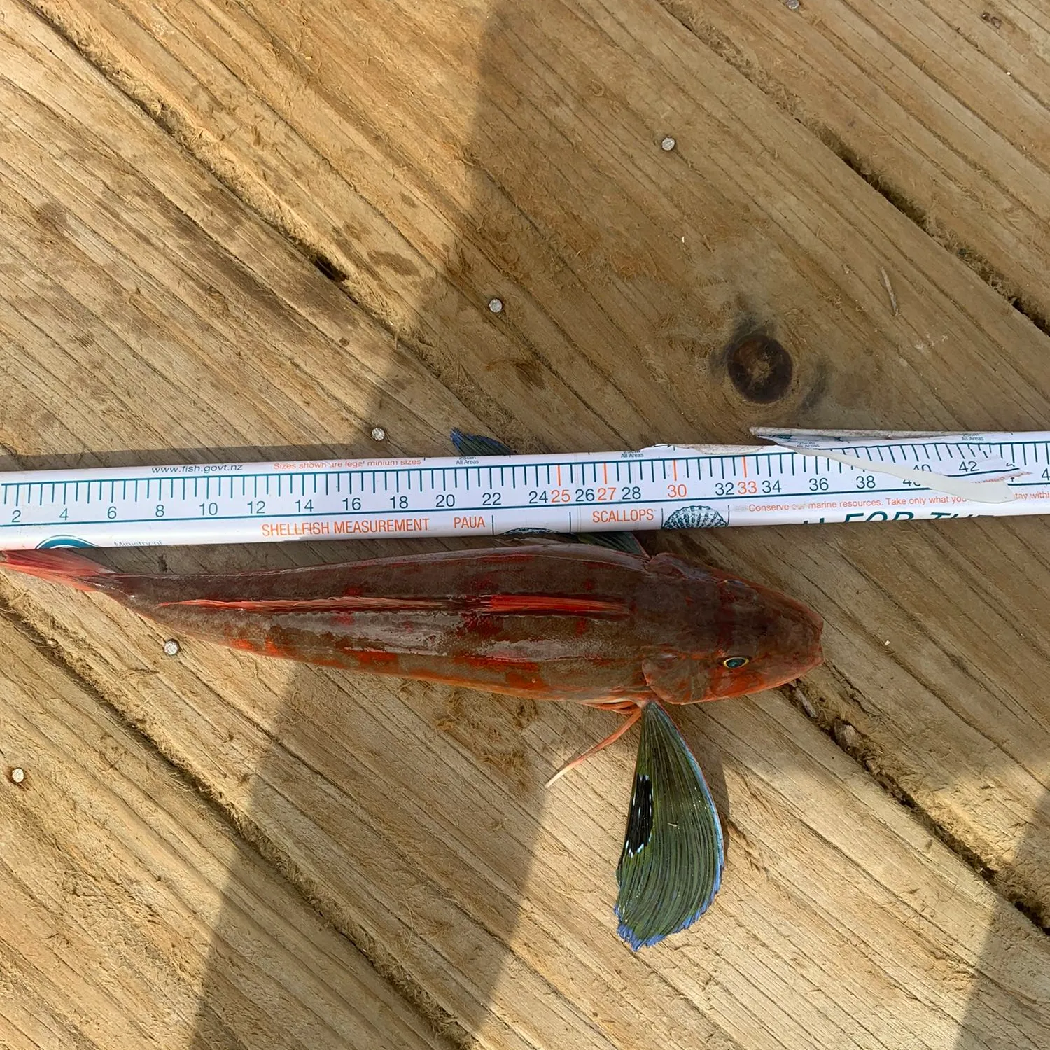 recently logged catches