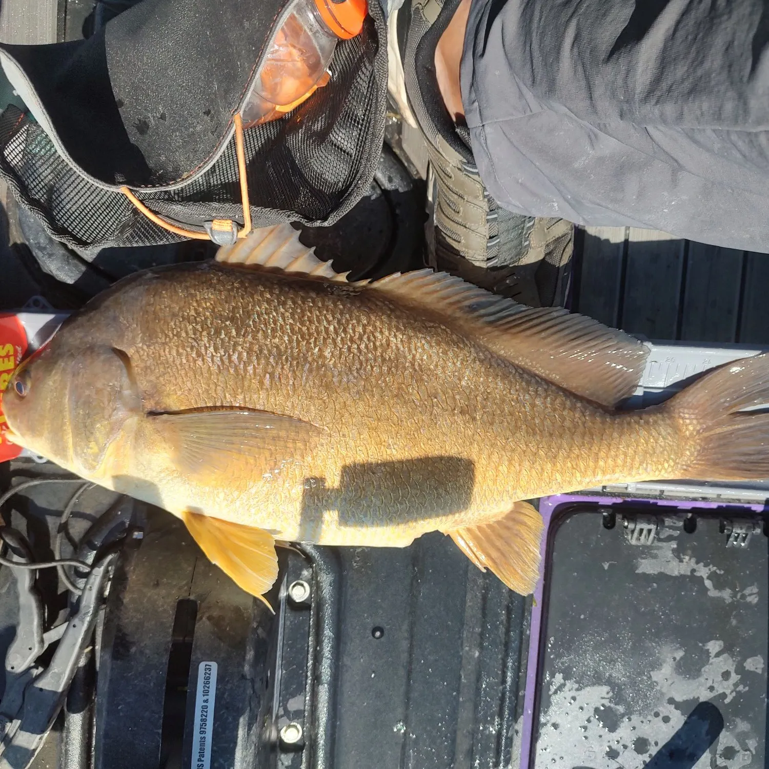 Freshwater drum caught on Fishbrain