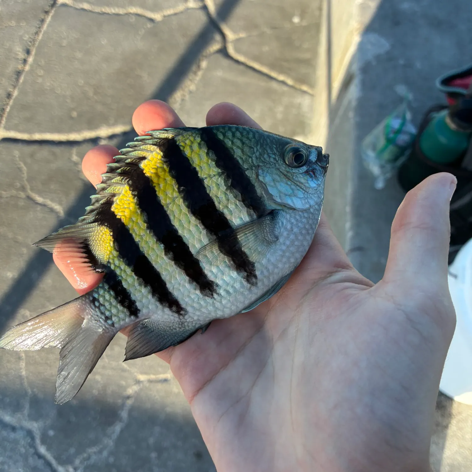 The most recent Sergeant-major catches on Fishbrain