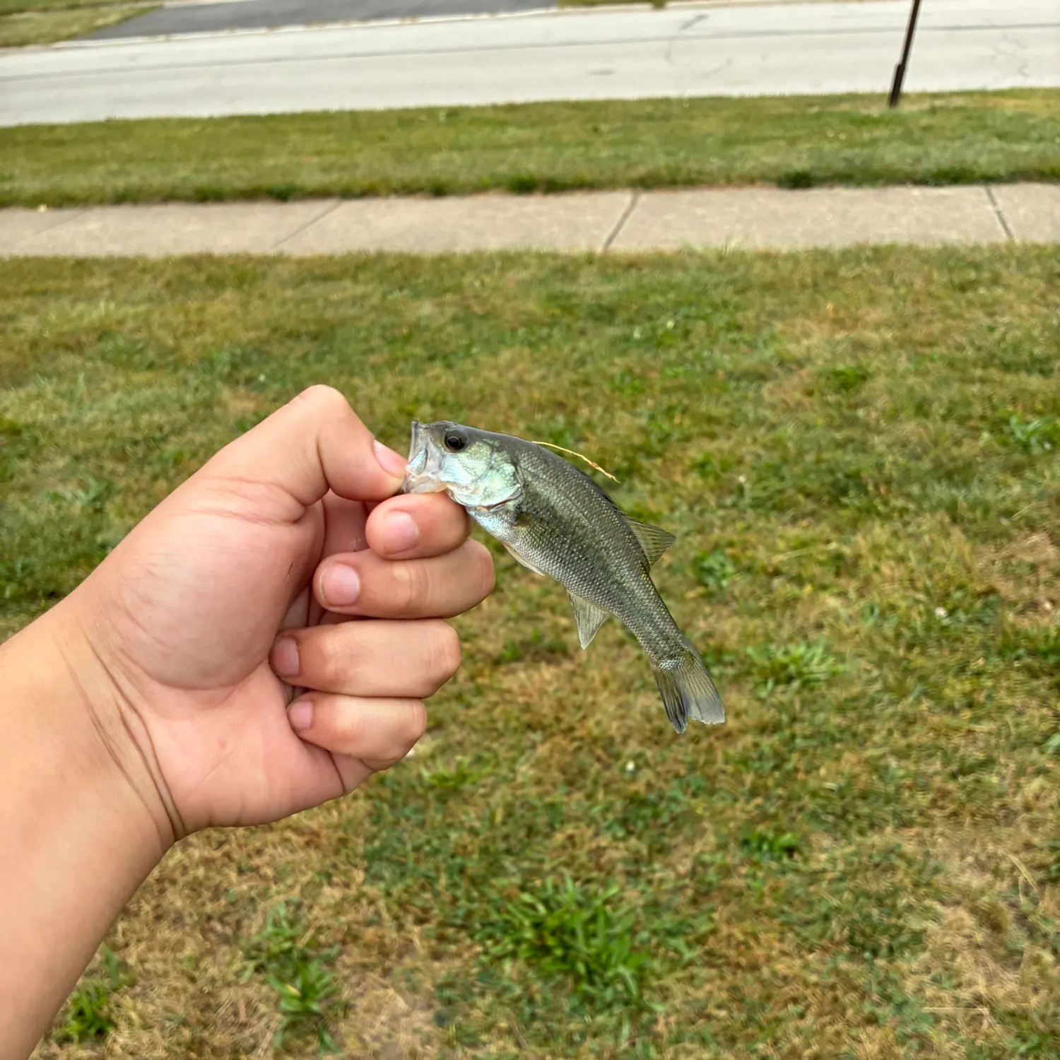 Fish caught on Fishbrain