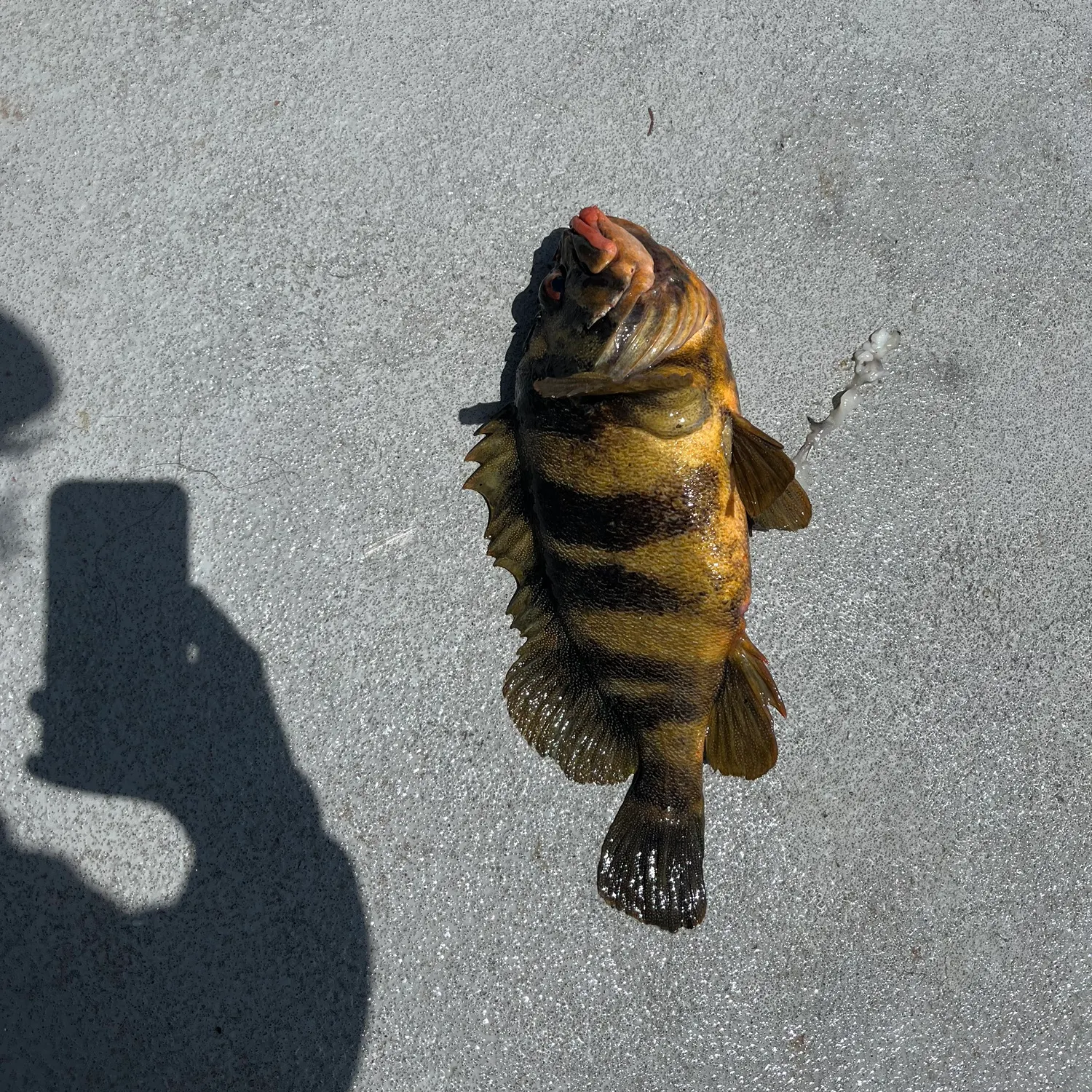 The most recent Treefish catches on Fishbrain