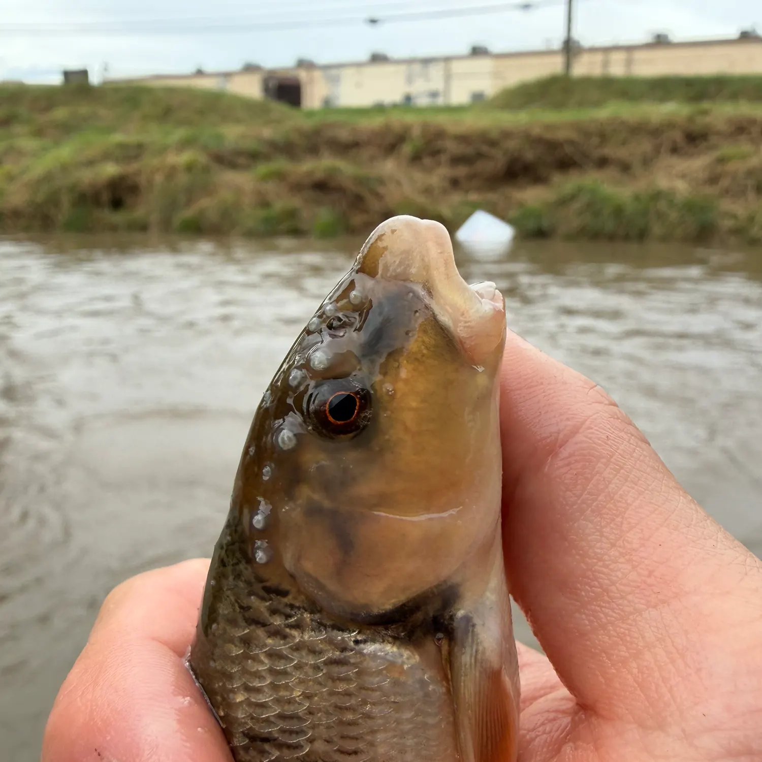 The most recent Central stoneroller catches on Fishbrain