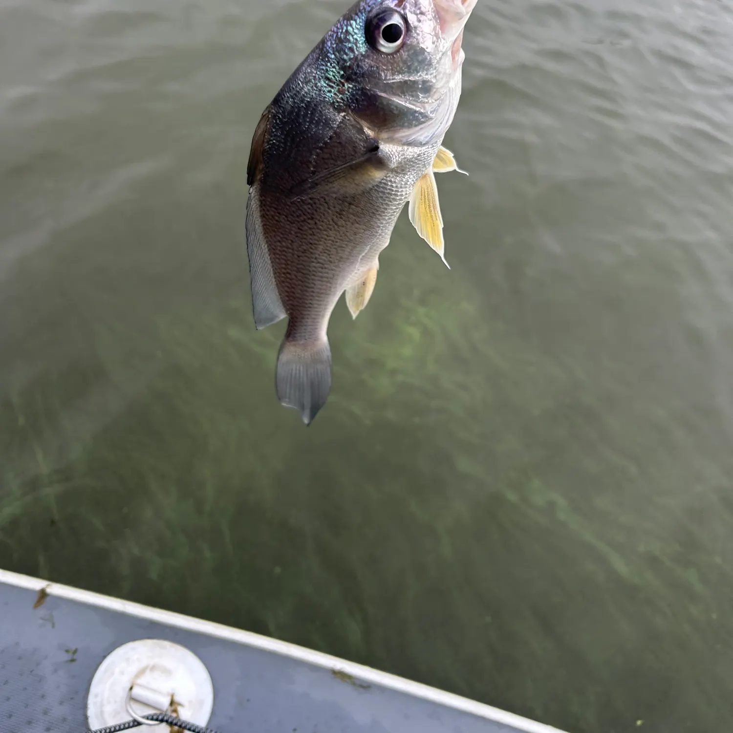 Freshwater drum caught on Fishbrain