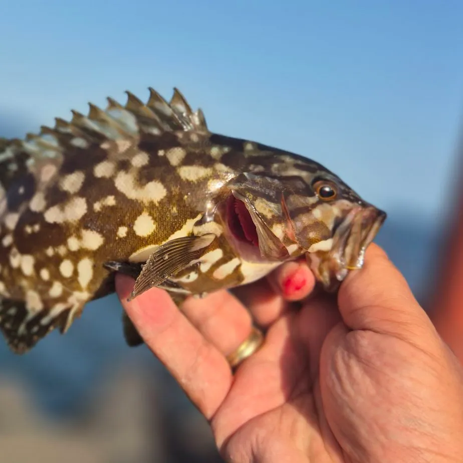 The most recent Island grouper catches on Fishbrain