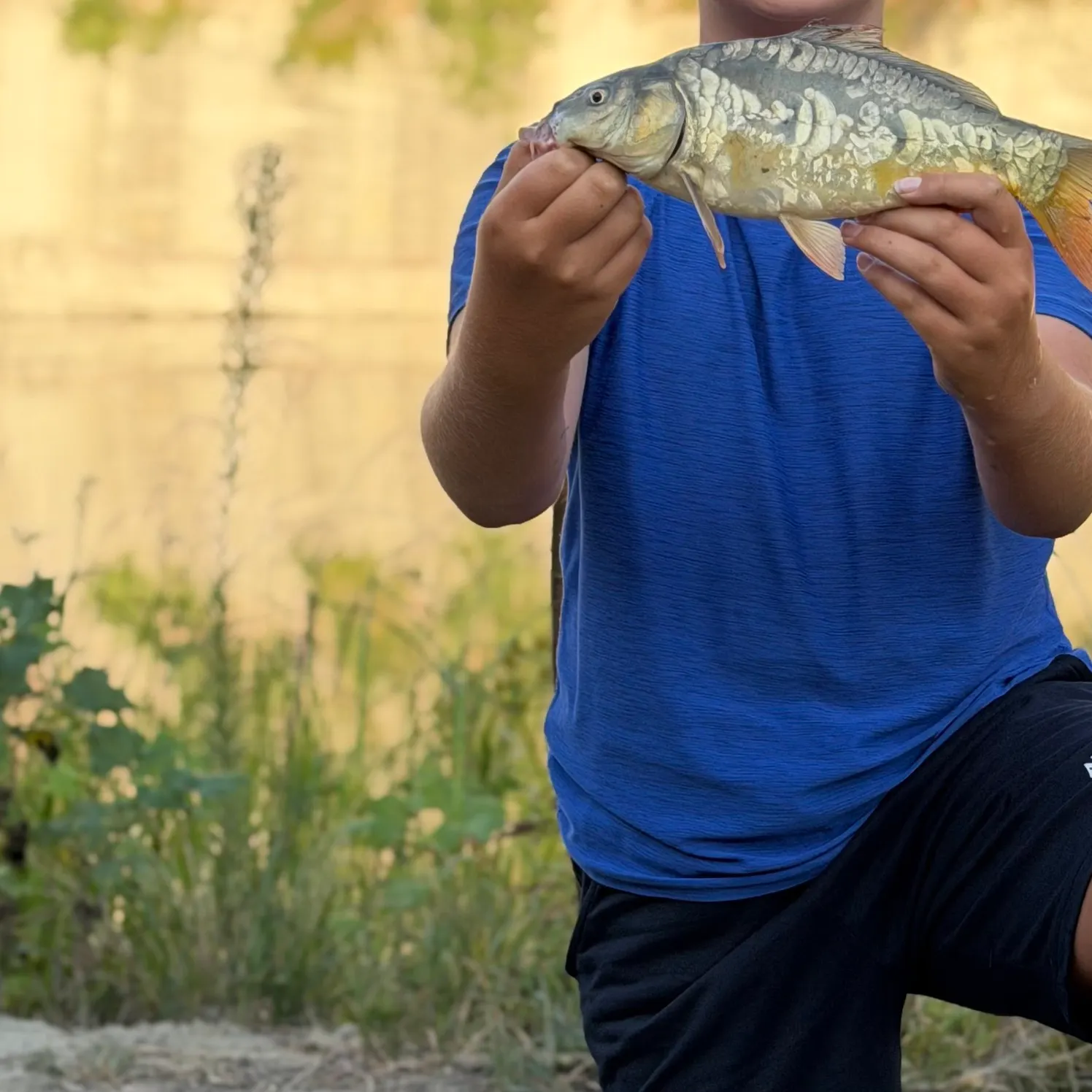 Mirror carp caught on Fishbrain