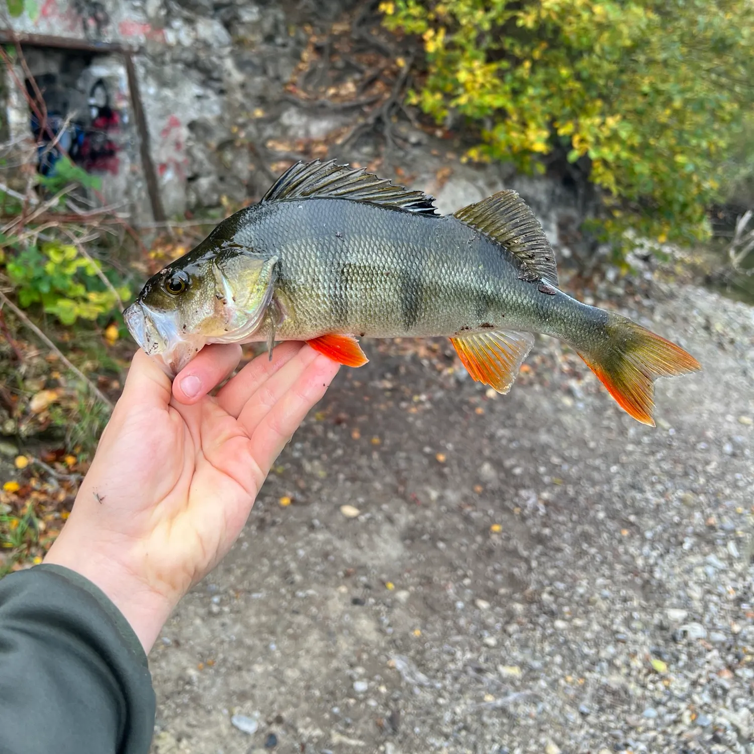European perch caught on Fishbrain