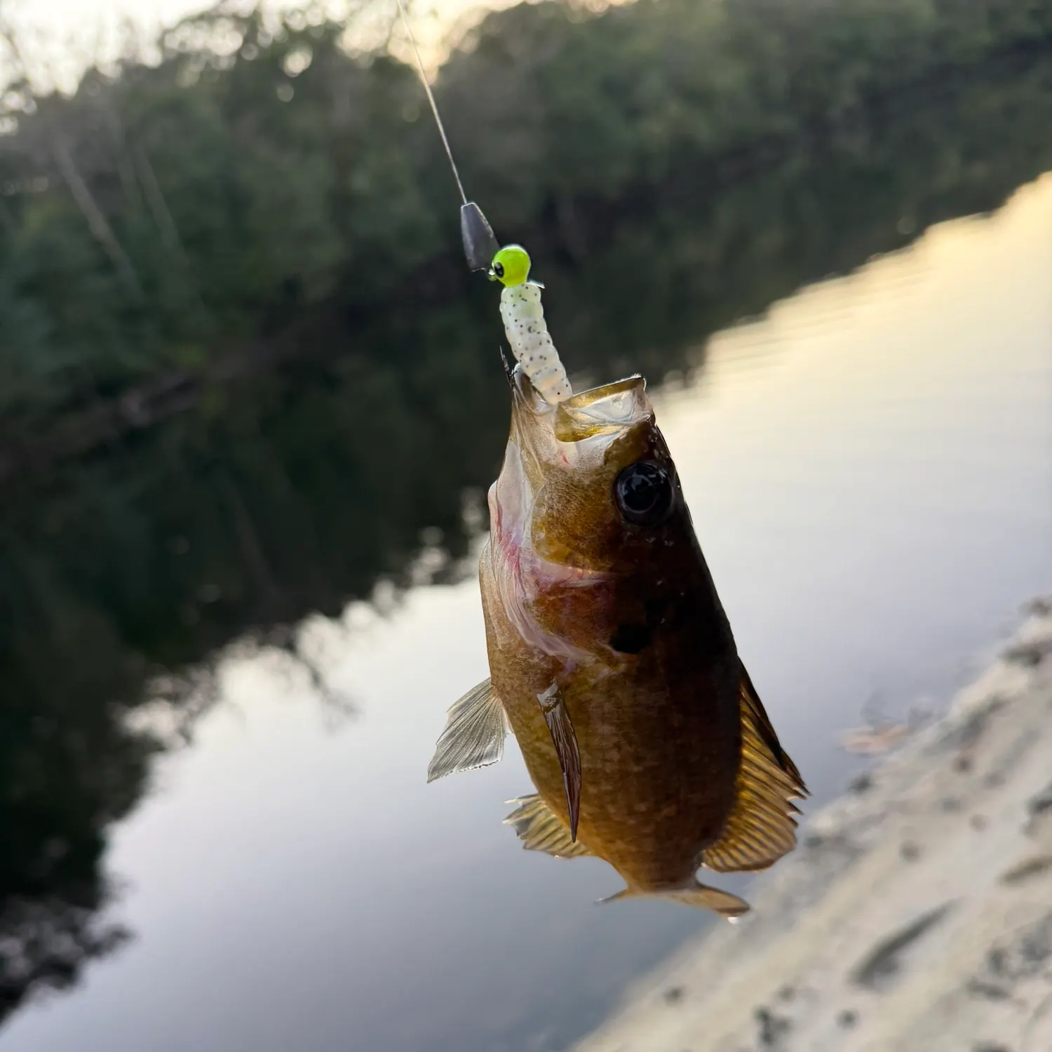 Warmouth caught on Fishbrain