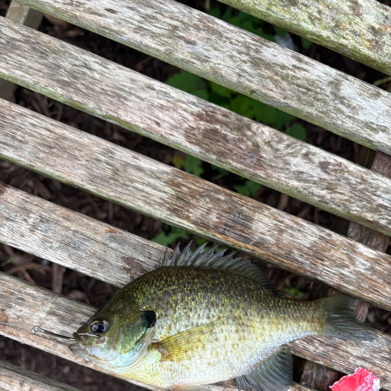 Bluegill caught on Fishbrain