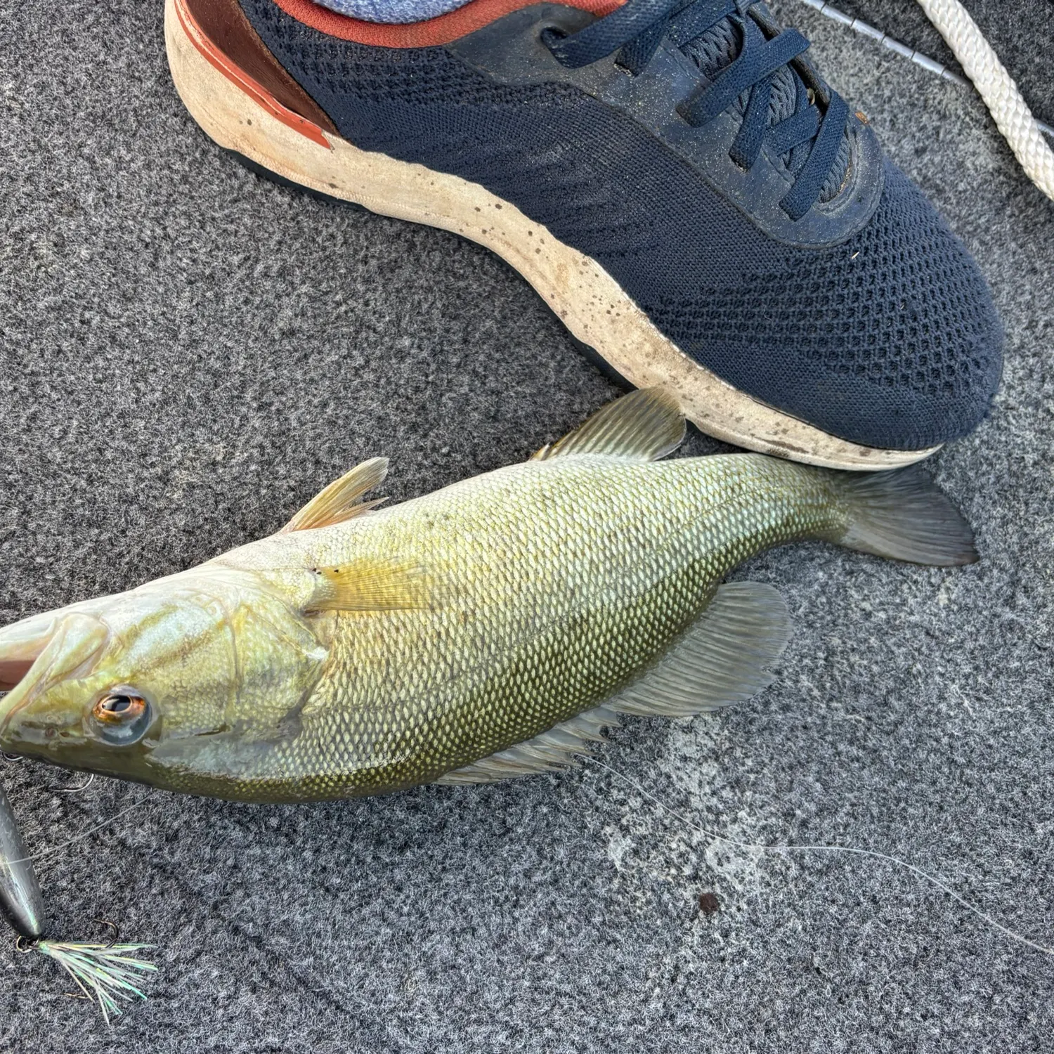 Smallmouth bass caught on Fishbrain