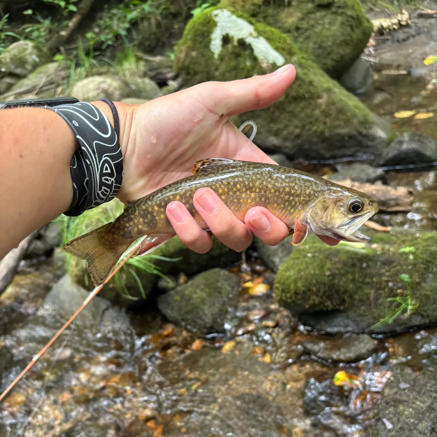 The most recent Brook trout catches on Fishbrain