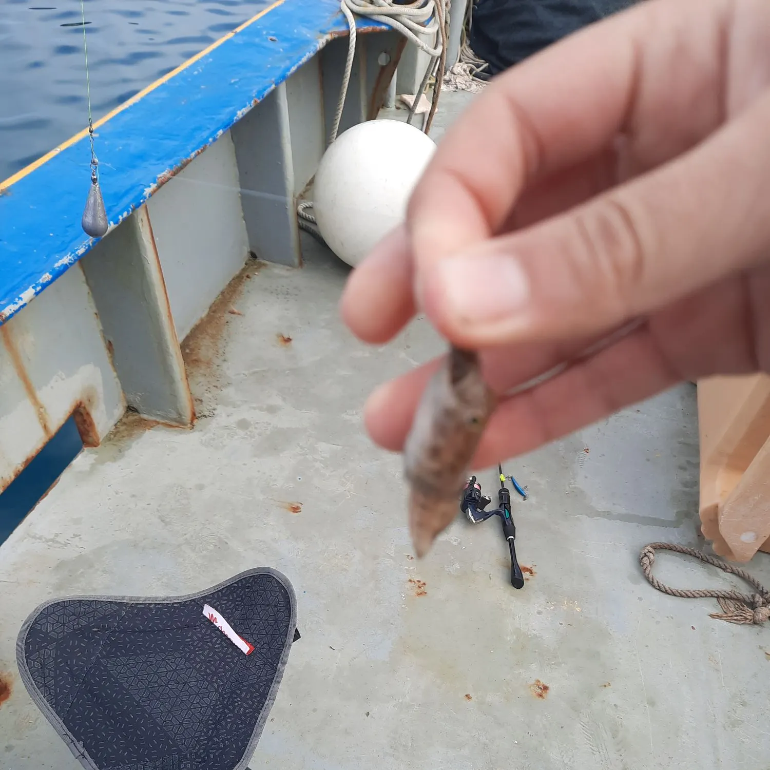 The most recent Sand goby catches on Fishbrain