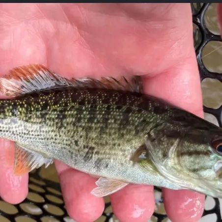 Grass pickerel caught on Fishbrain