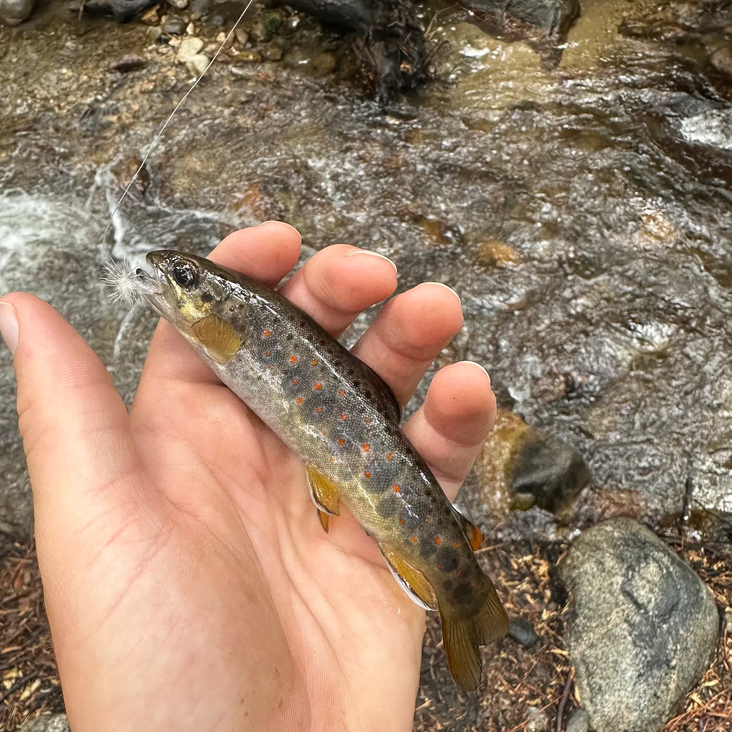 Brown trout caught on Fishbrain