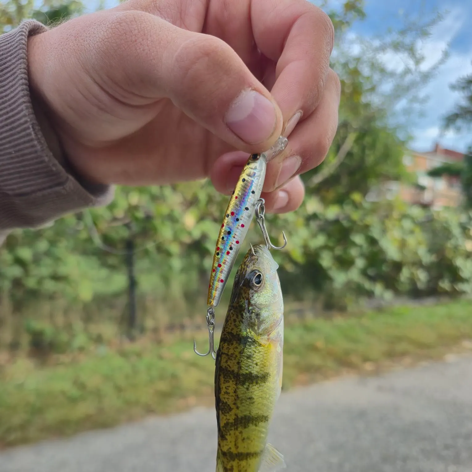Yellow perch caught on Fishbrain