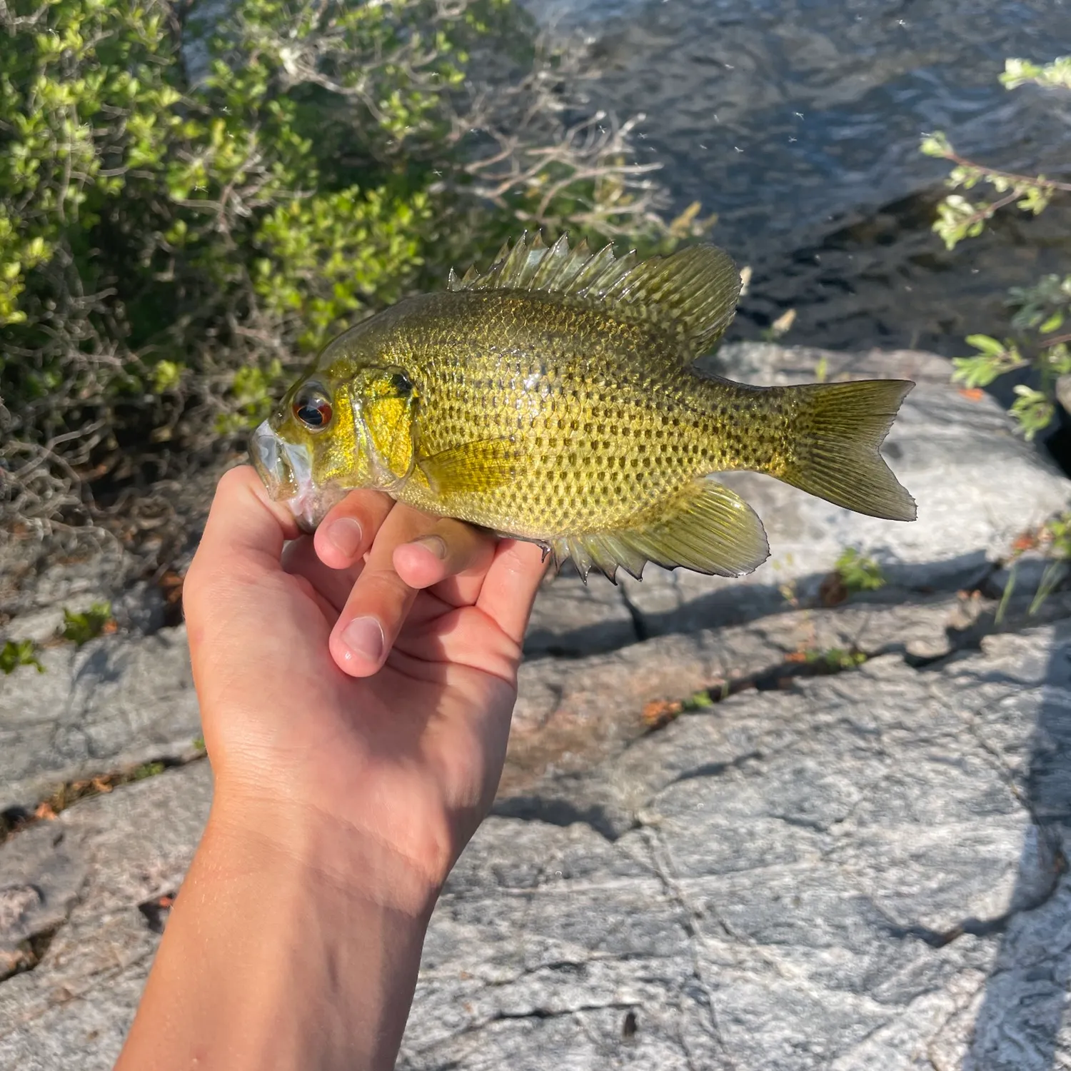The most recent Shoal bass catches on Fishbrain