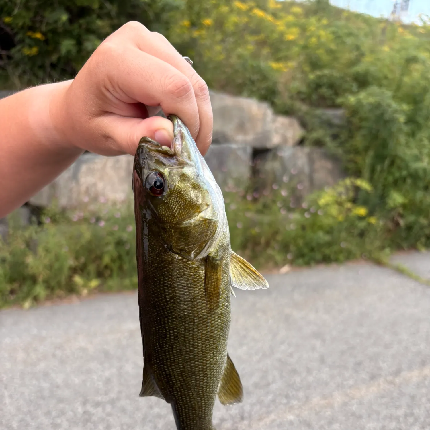 catch