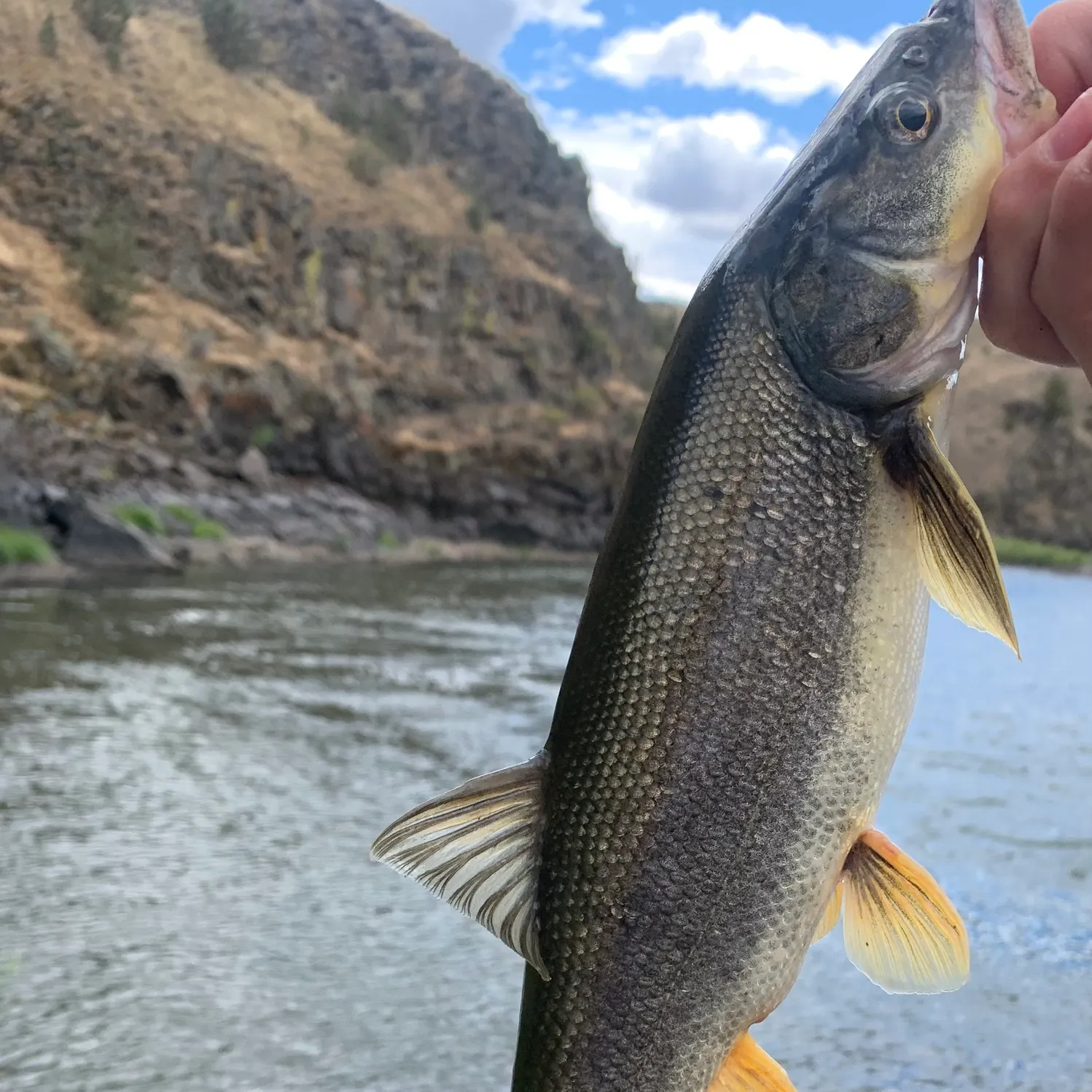 The most recent Largescale sucker catches on Fishbrain