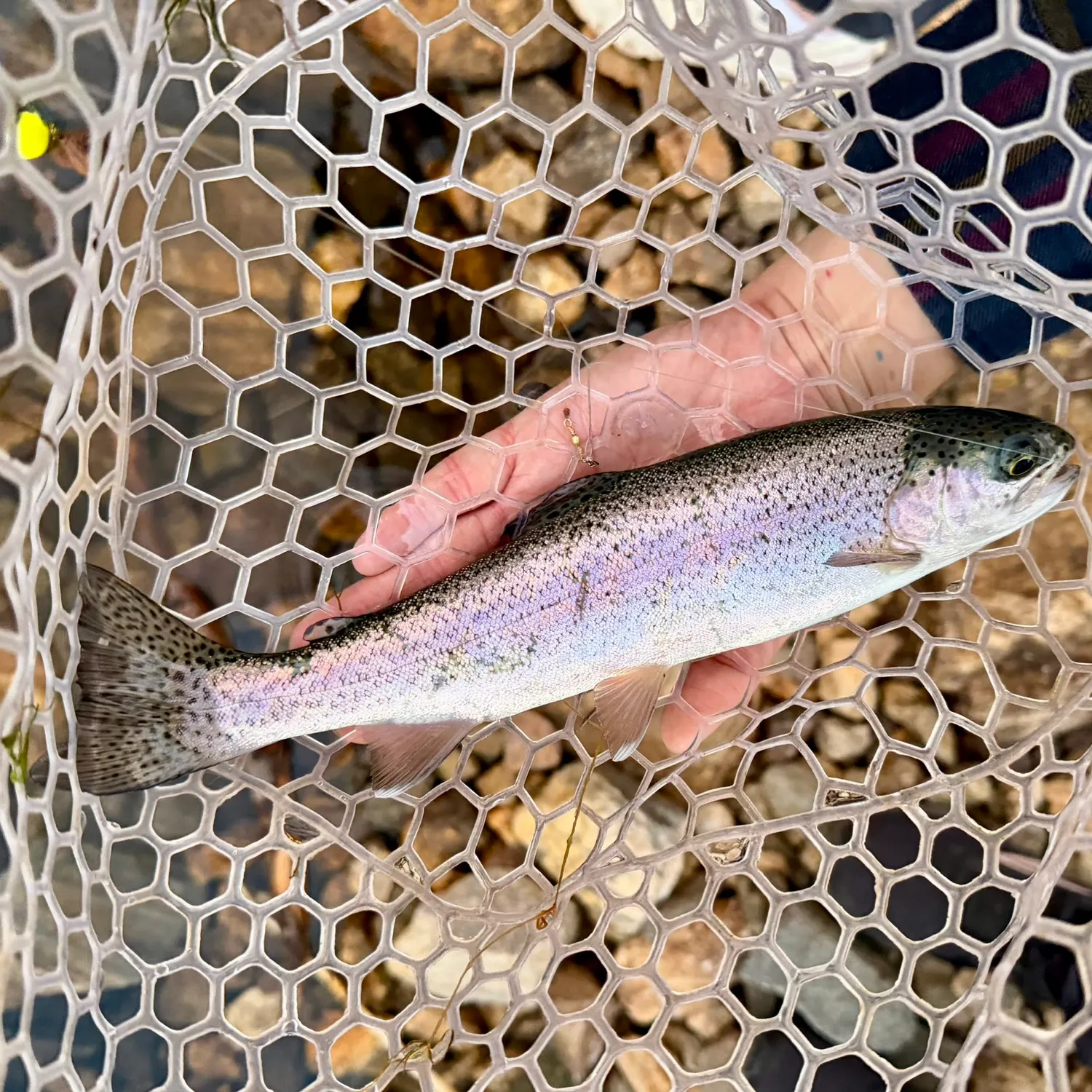 Rainbow trout caught on Fishbrain