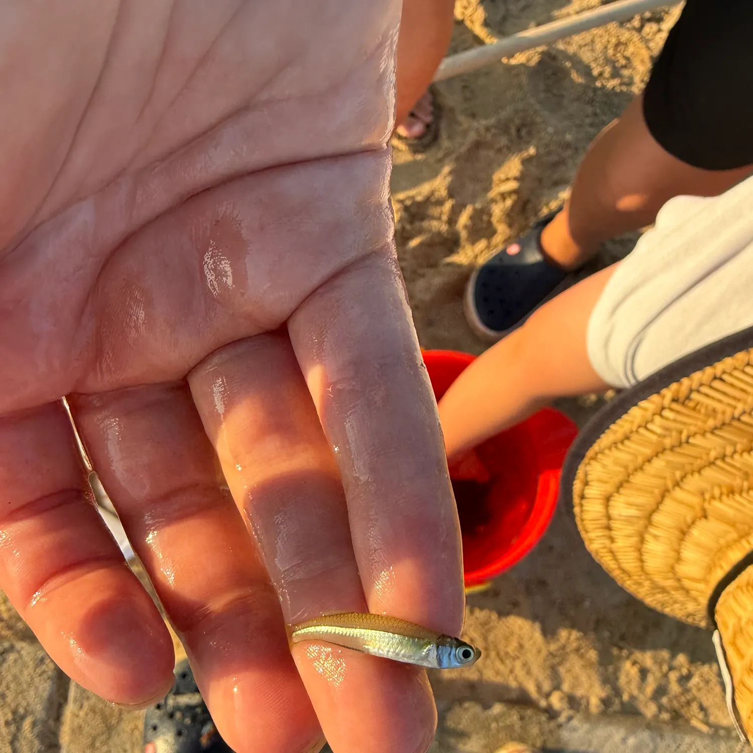The most recent Inland silverside catches on Fishbrain