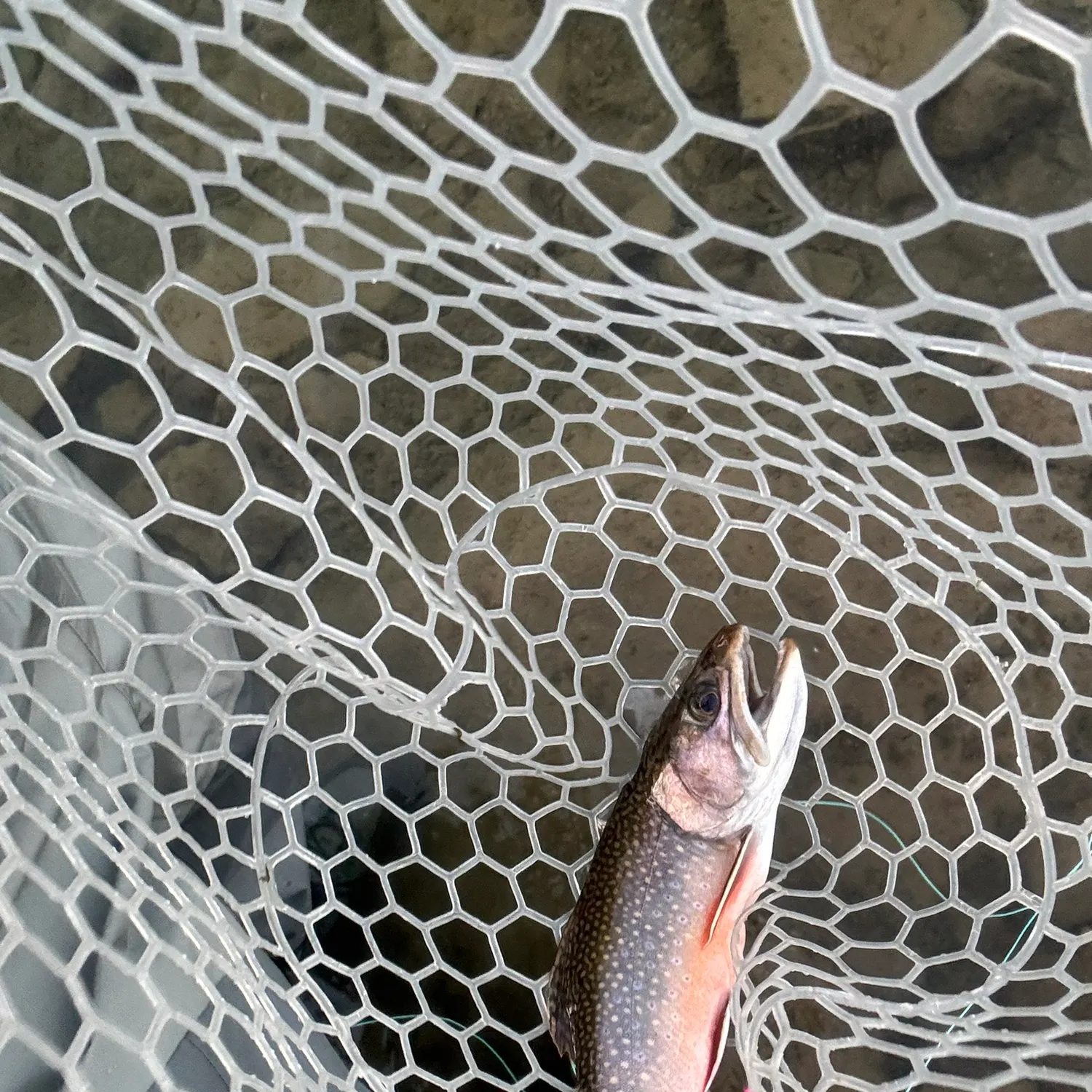 Brook trout caught on Fishbrain