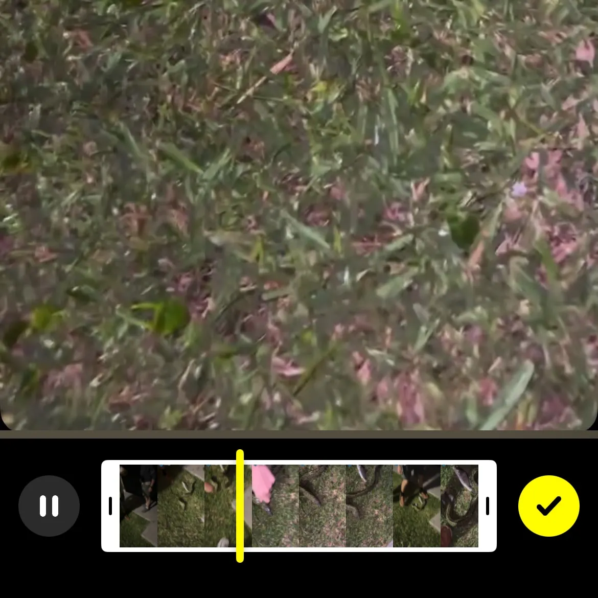 The most recent Paintspotted moray catches on Fishbrain