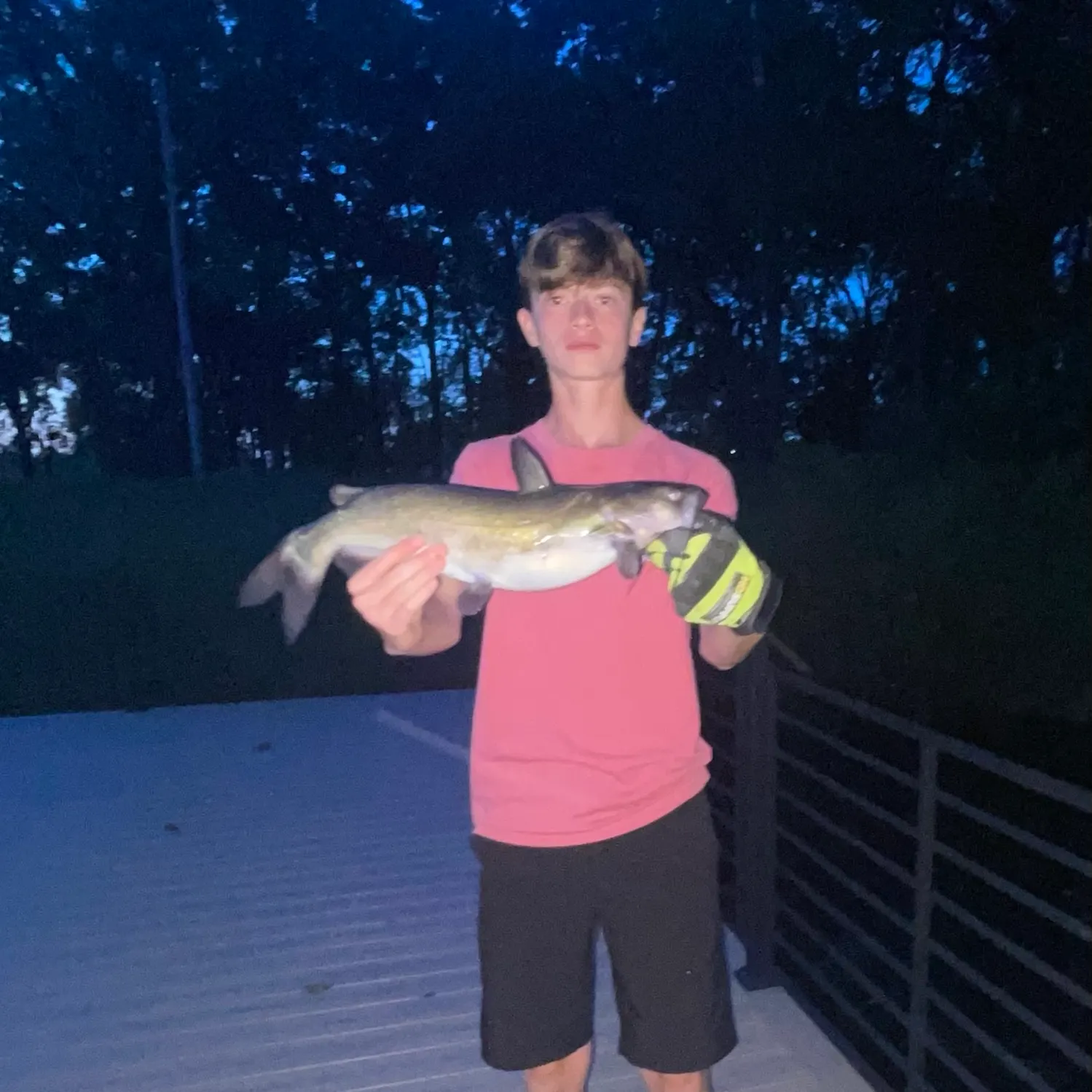 Channel catfish caught on Fishbrain