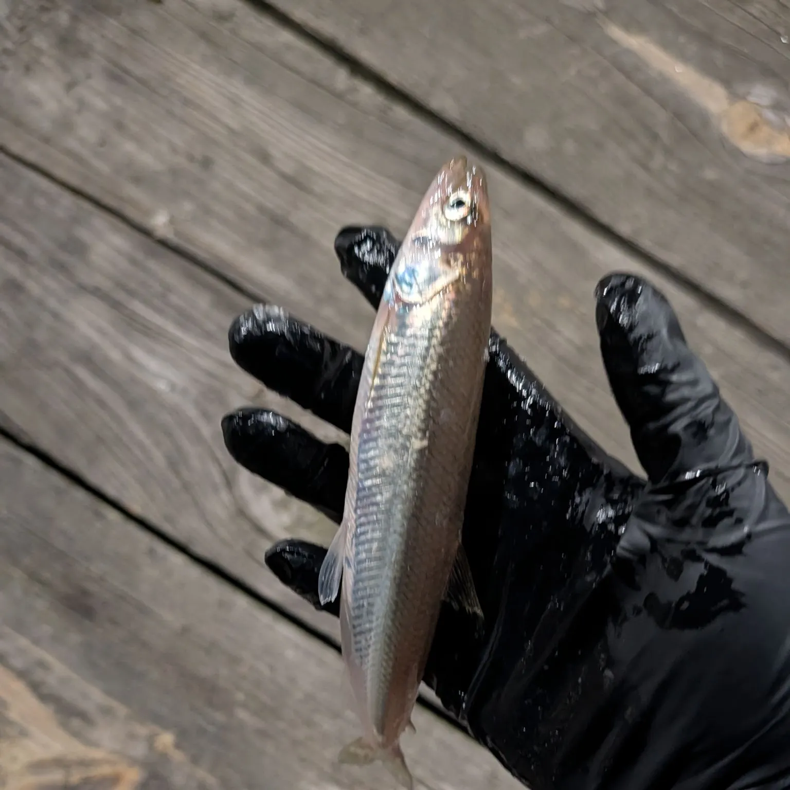 The most recent Atlantic rainbow smelt catches on Fishbrain