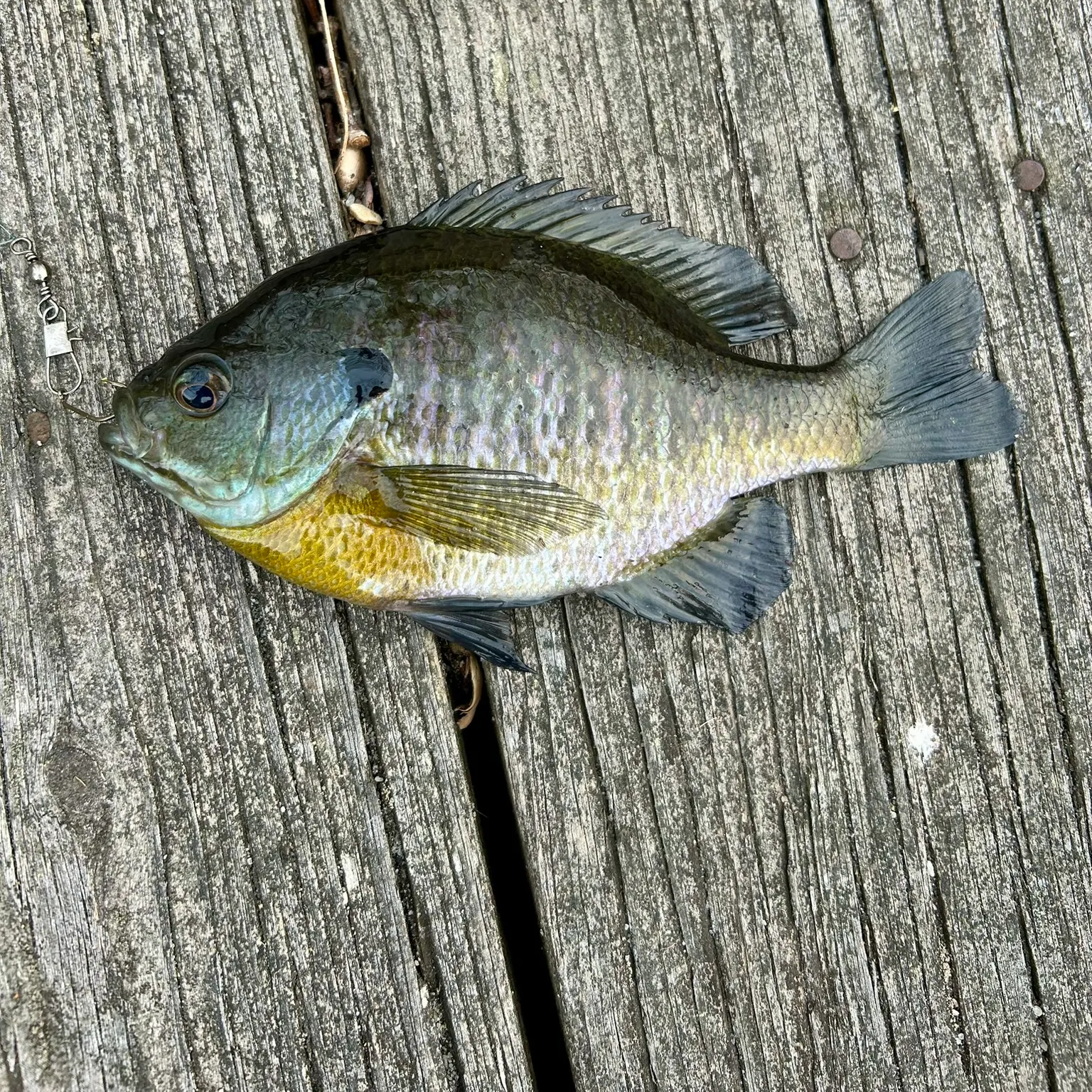 recently logged catches