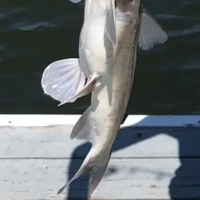 The most recent White bullhead catches on Fishbrain