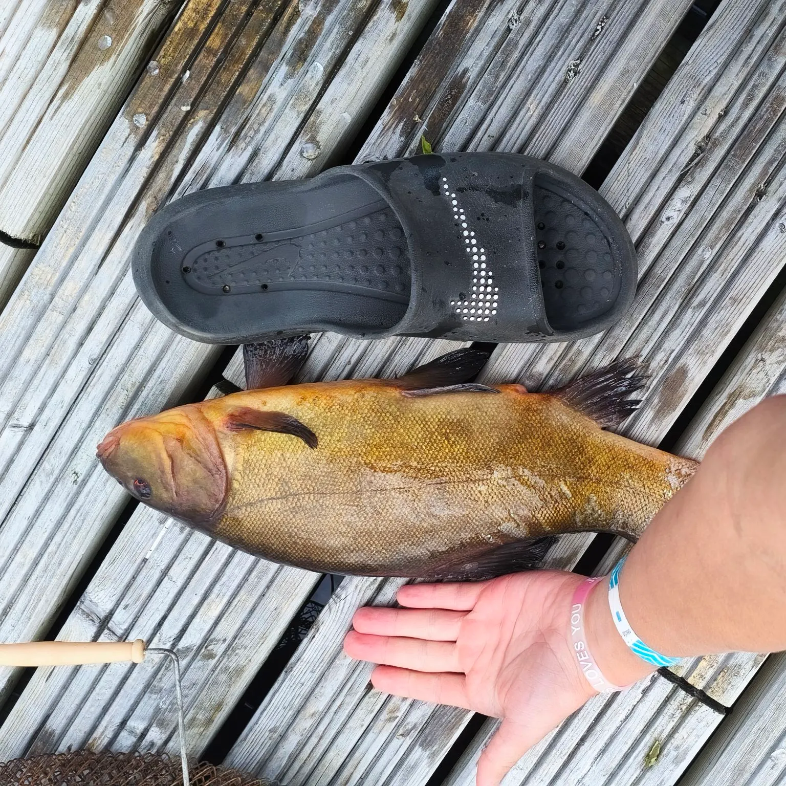 Tench caught on Fishbrain