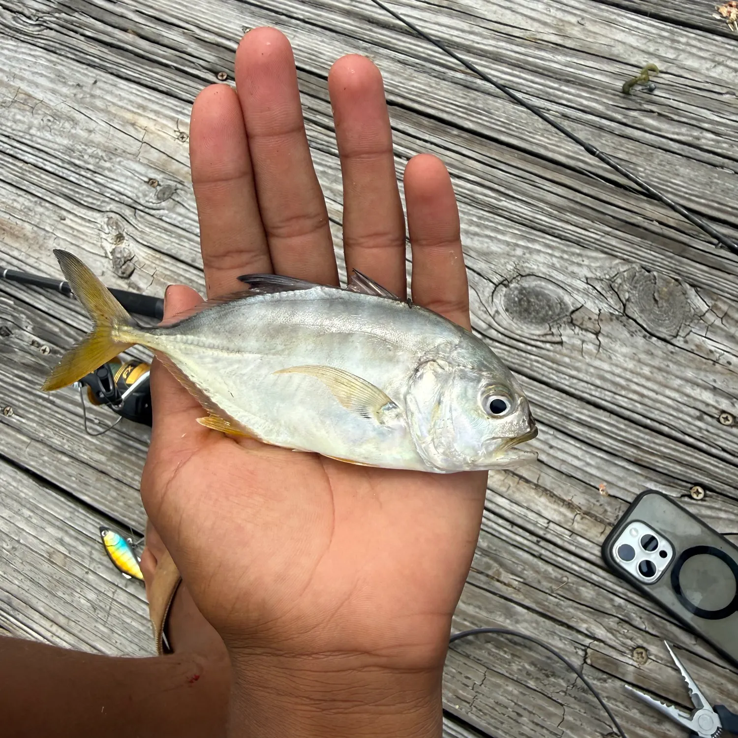 The most recent Giant trevally catches on Fishbrain