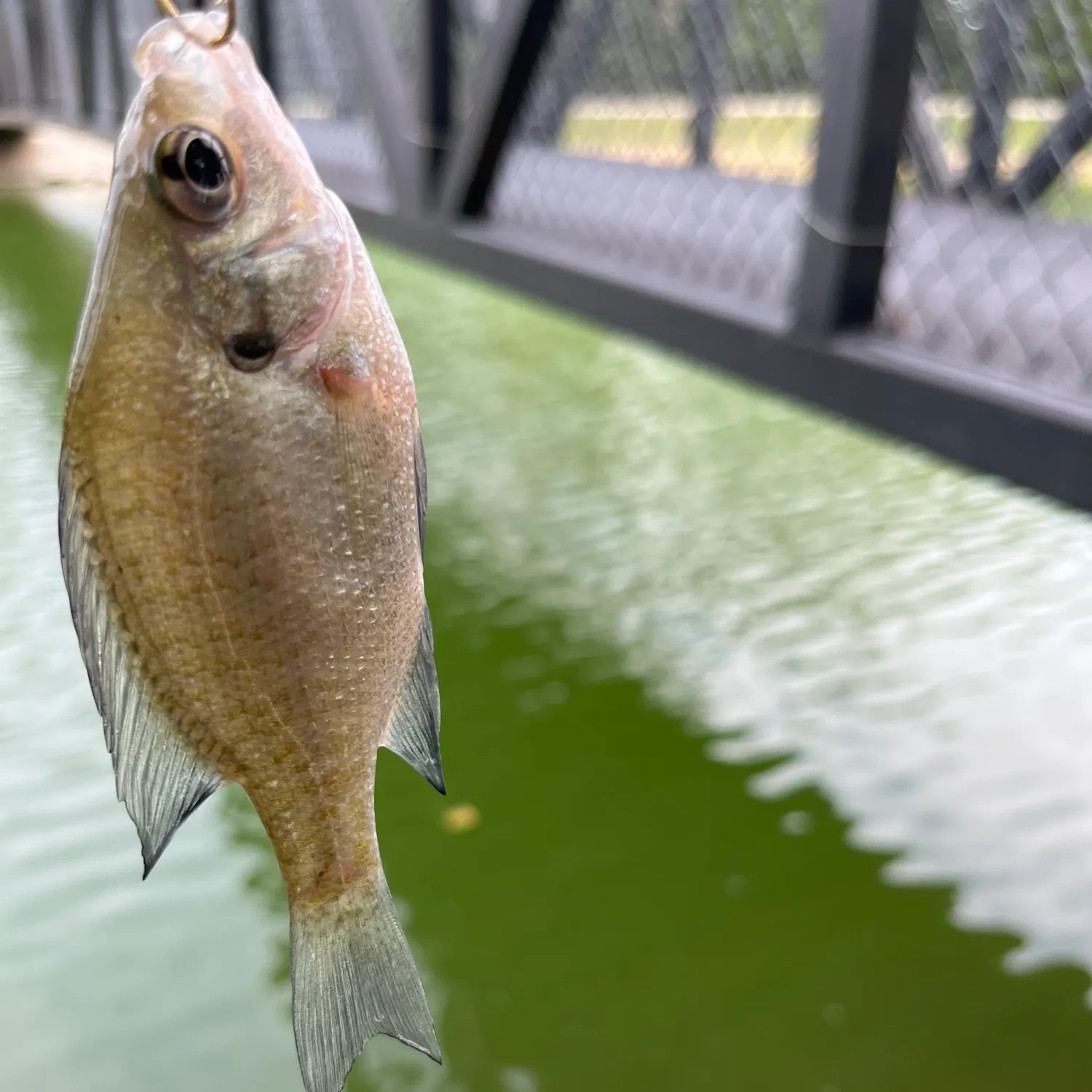 Bluegill caught on Fishbrain